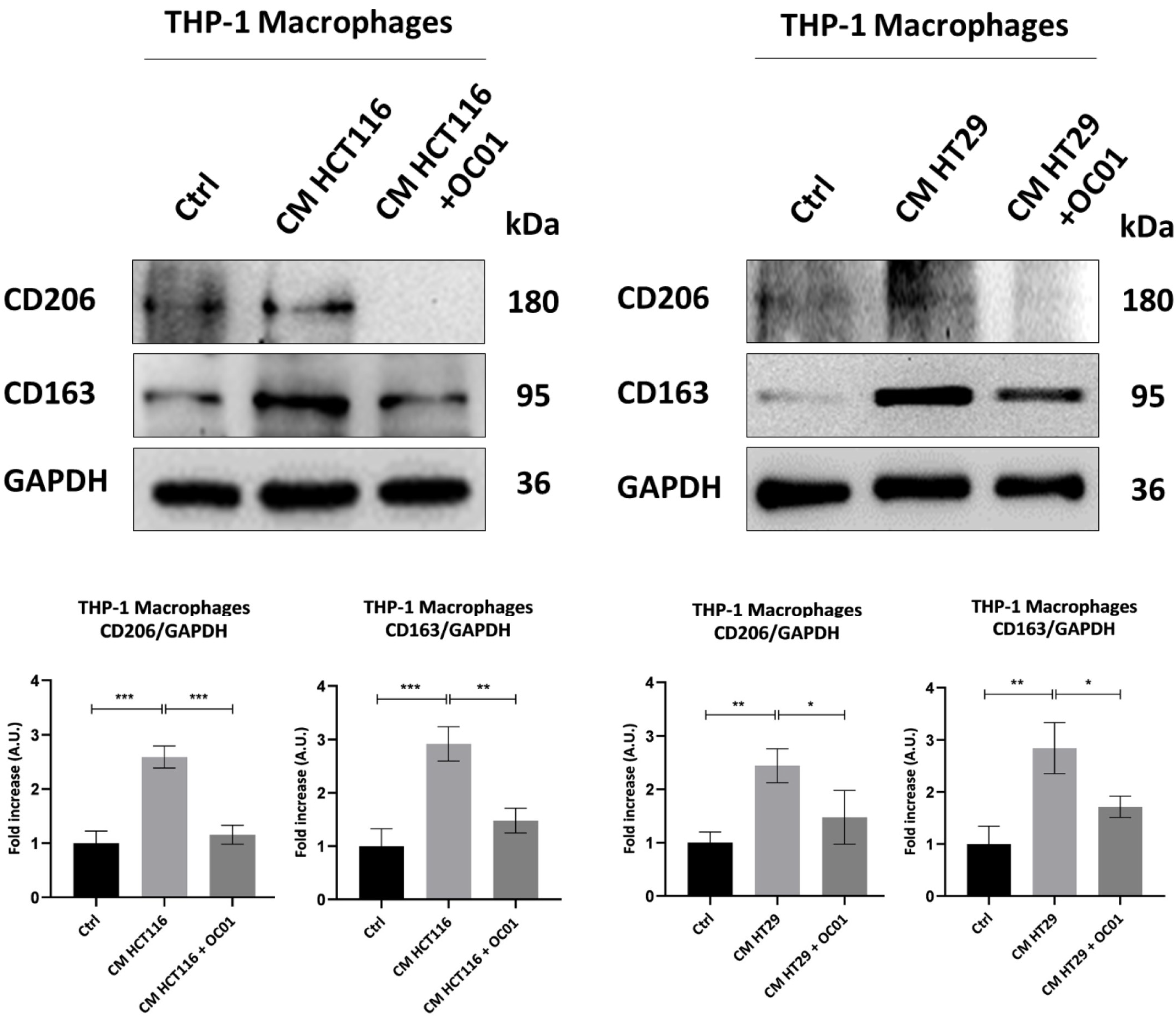 Biomedicines 13 00339 g004