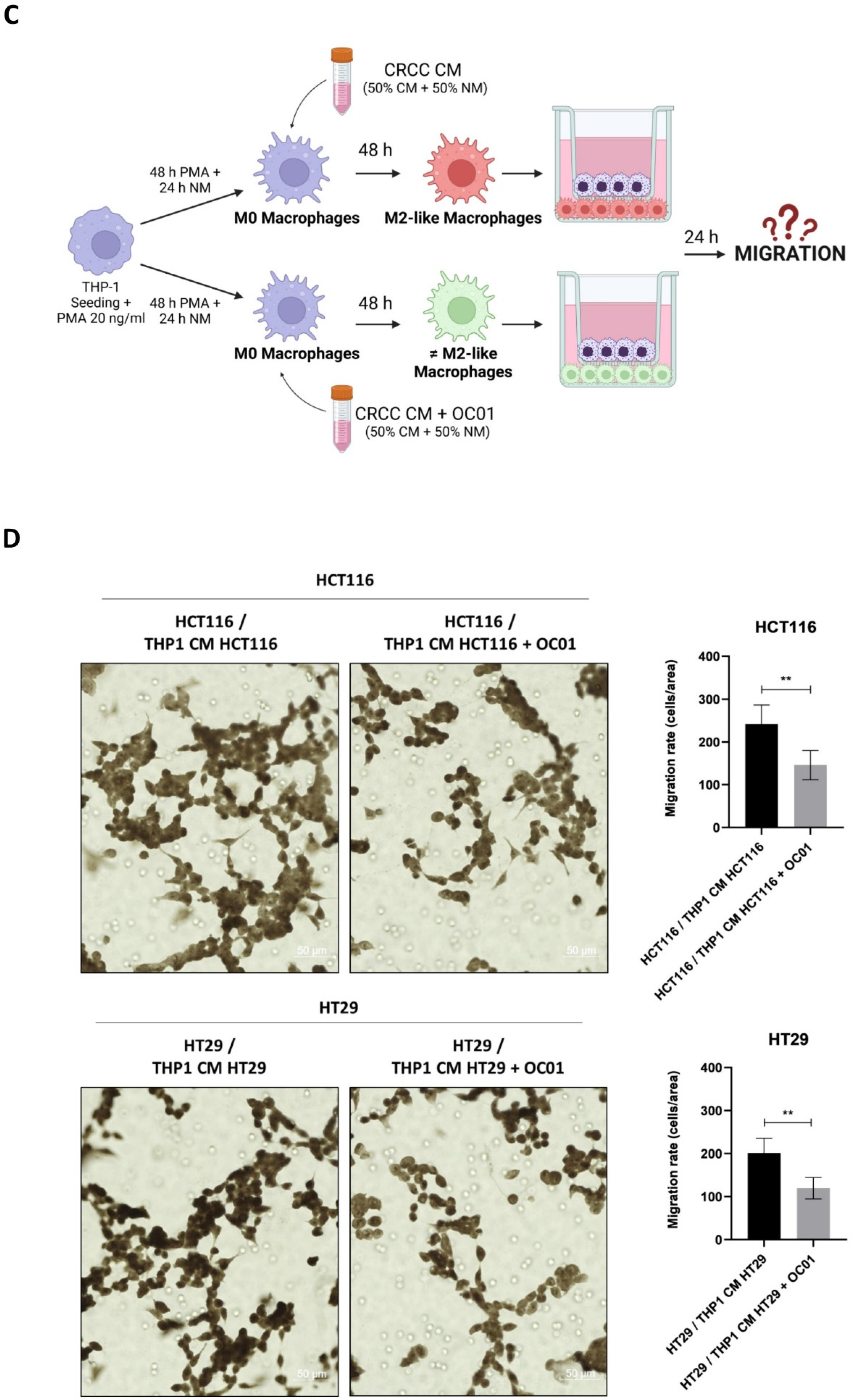 Biomedicines 13 00339 g005b