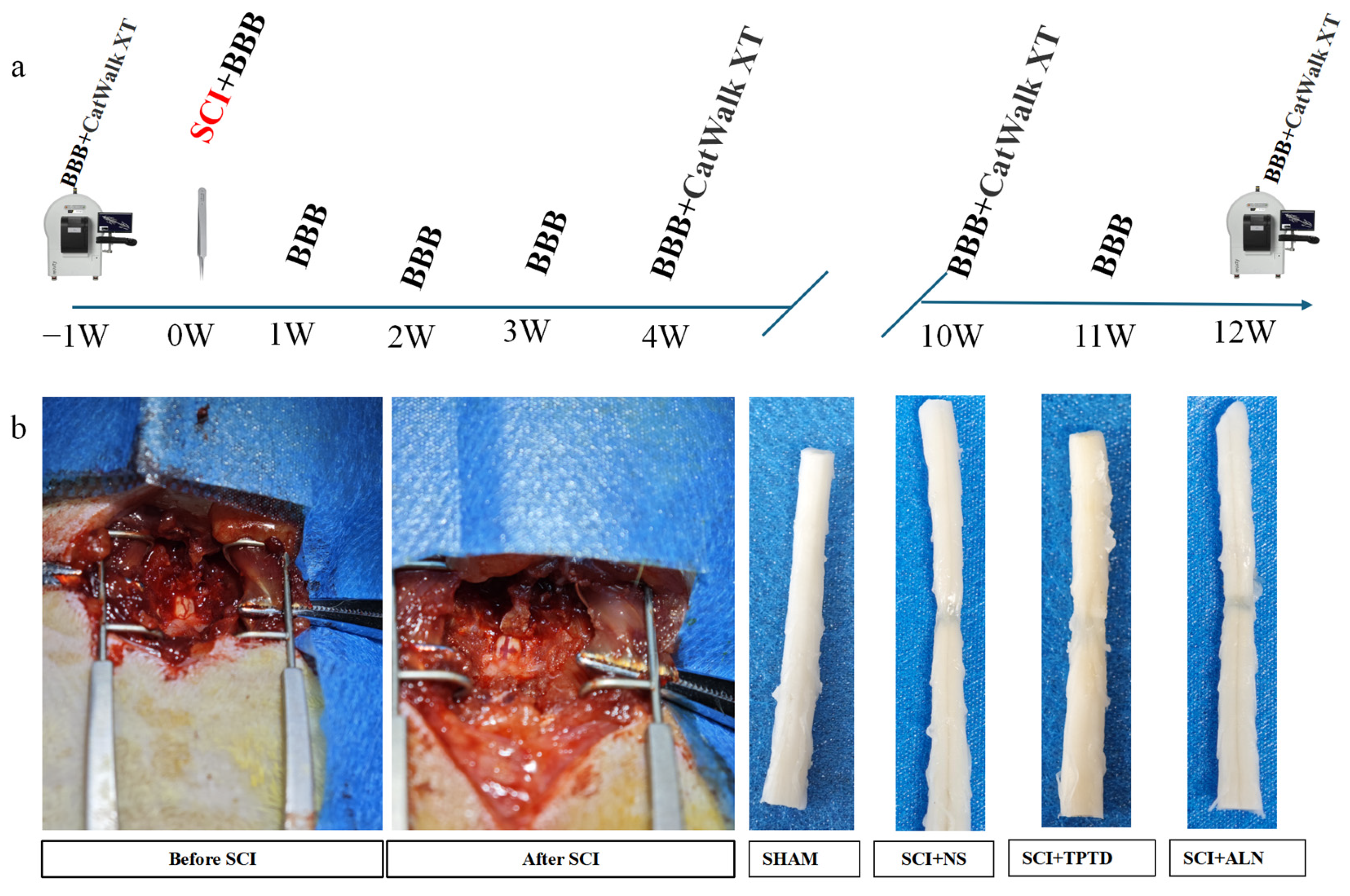 Biomedicines 13 00342 g001 Biomedicines 13 00342 g001