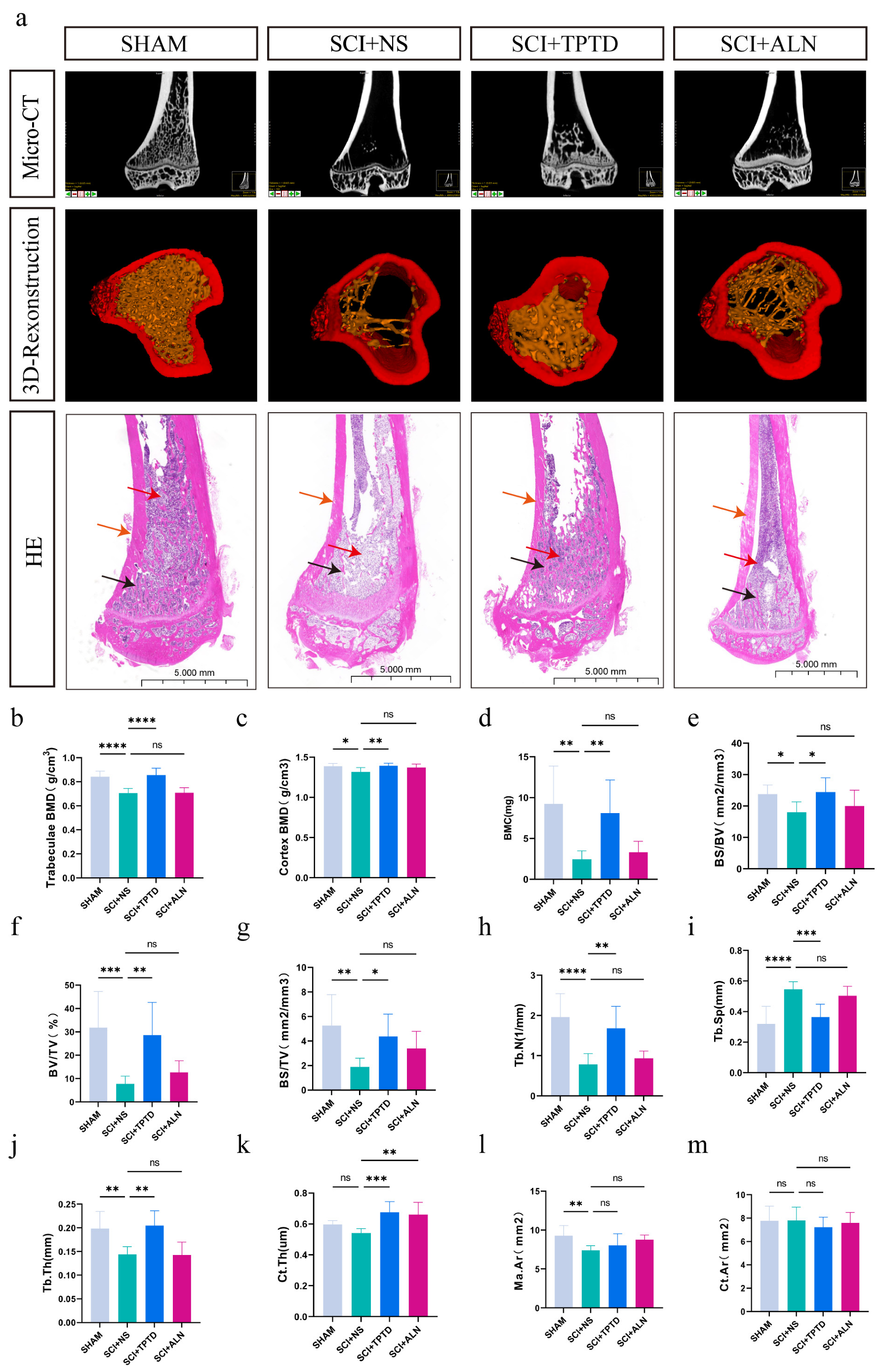 Biomedicines 13 00342 g002 Biomedicines 13 00342 g002