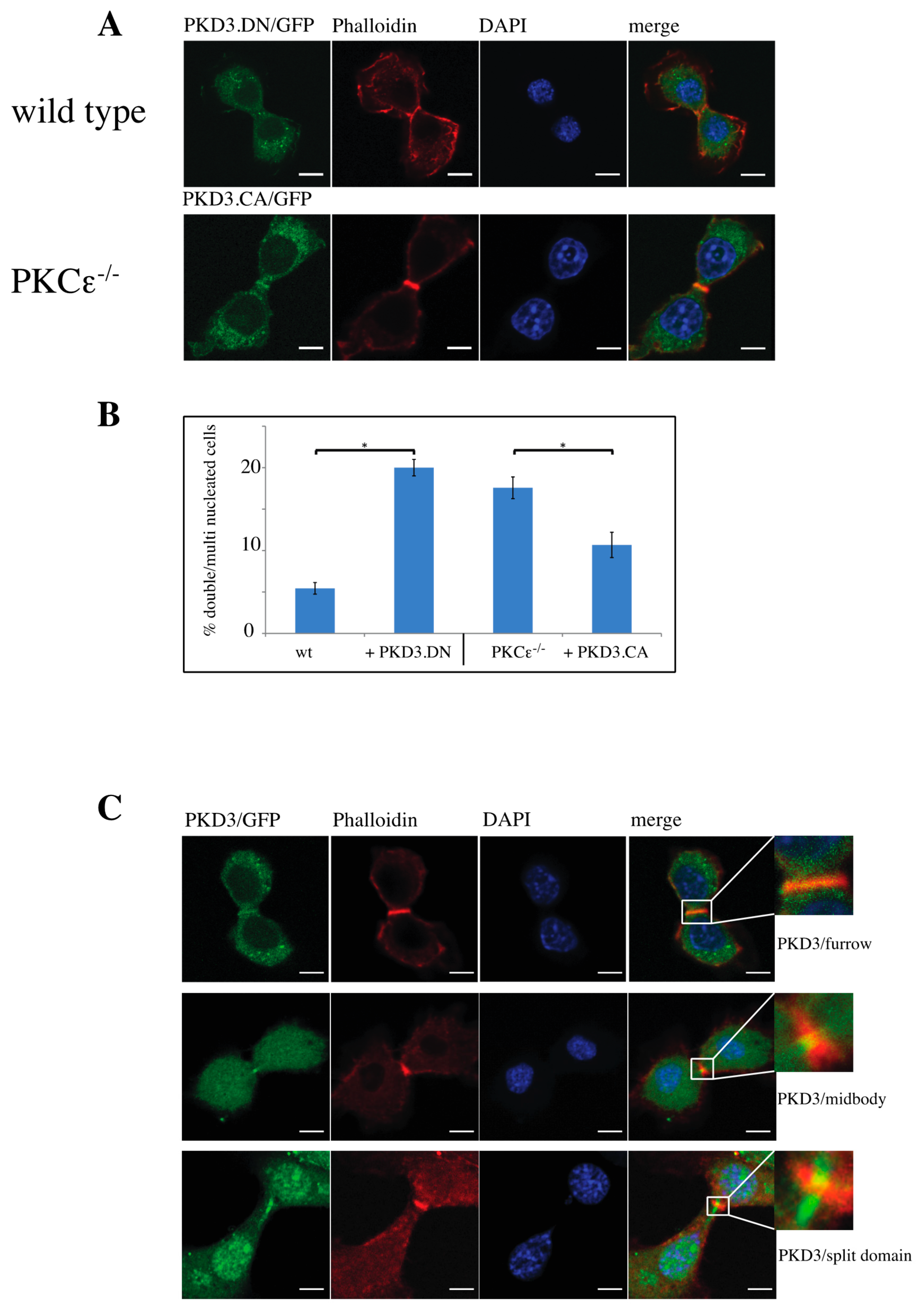 Biomedicines 13 00345 g003 Biomedicines 13 00345 g003