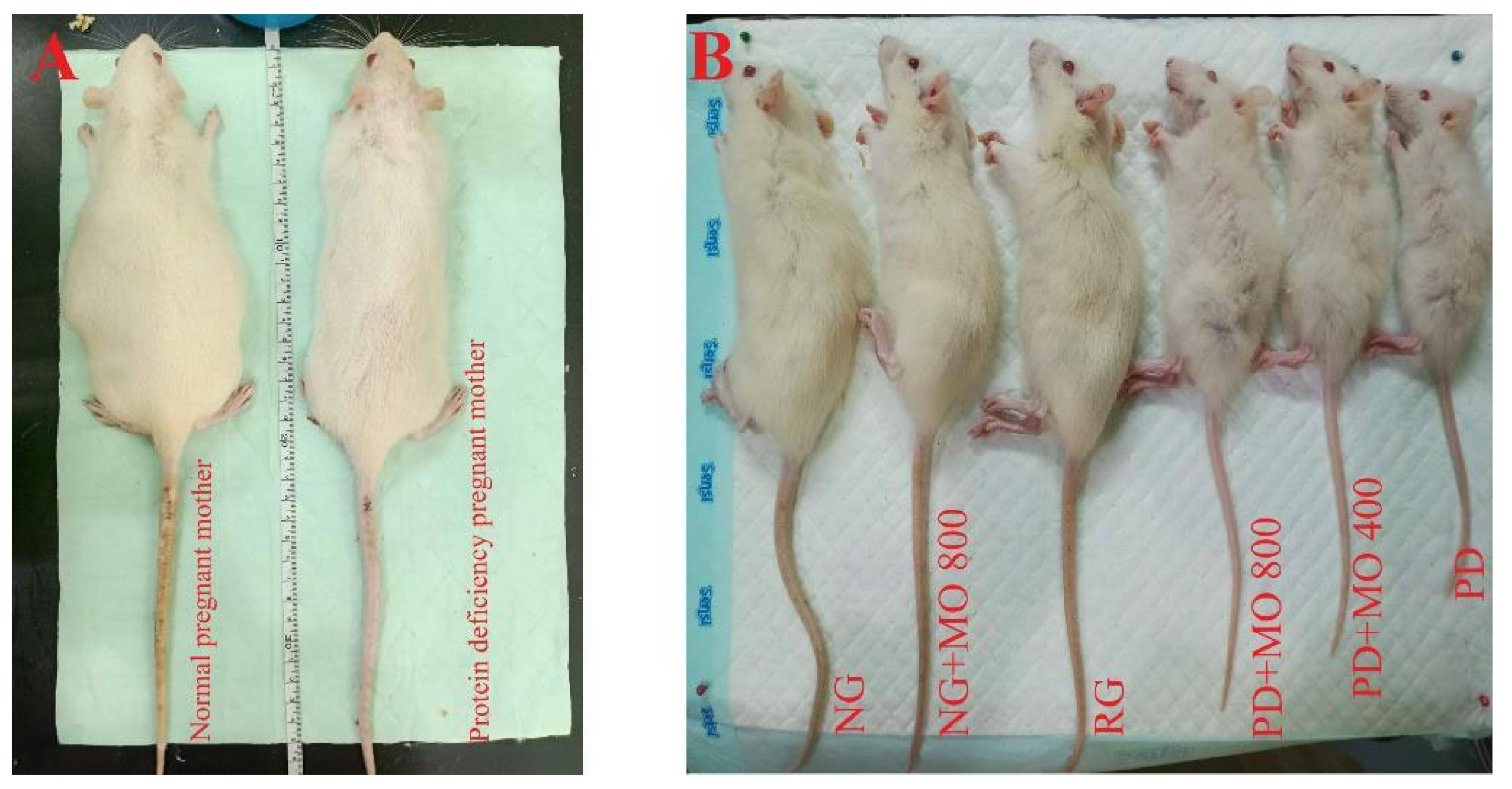 Biomedicines 13 00346 g004