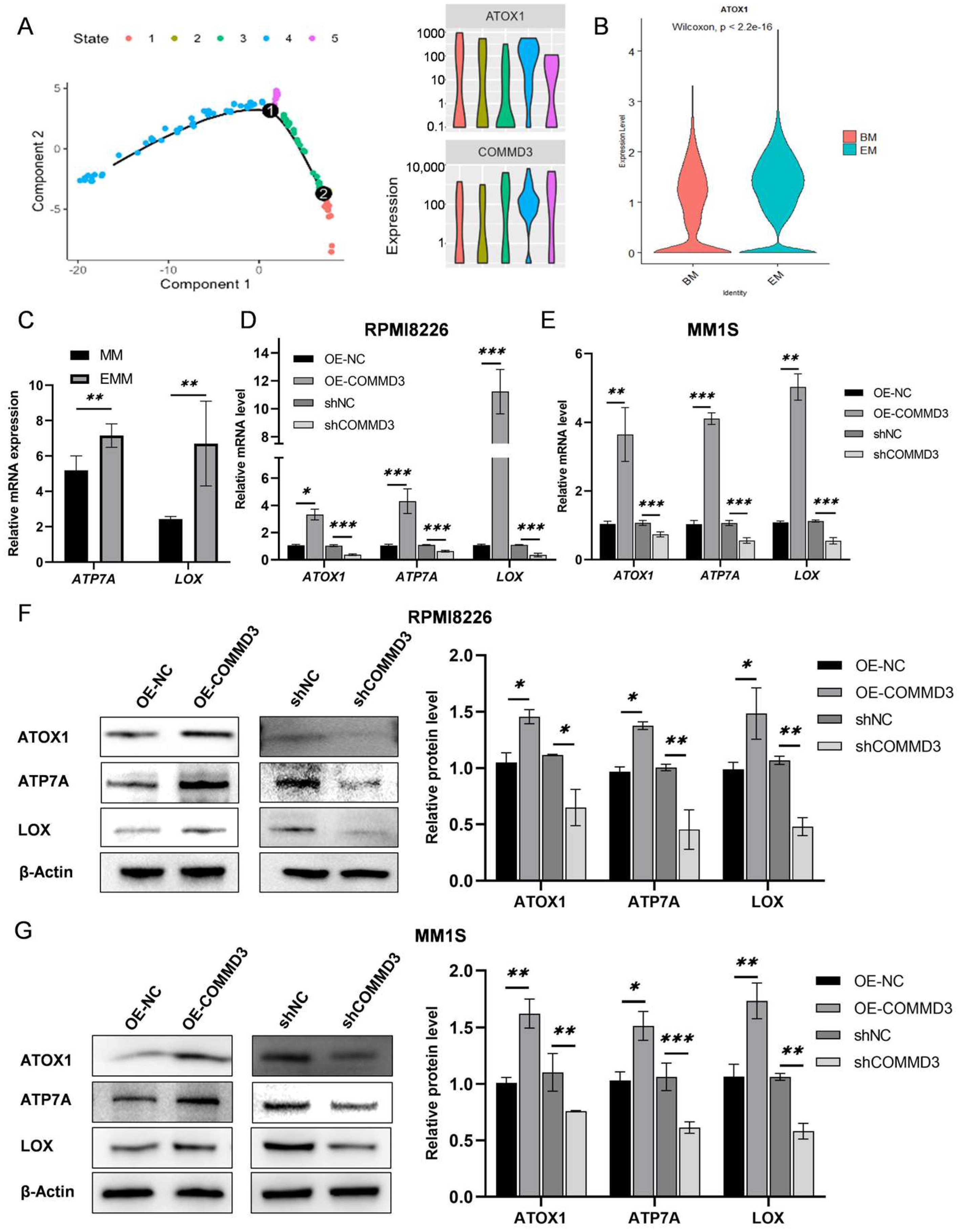Biomedicines 13 00351 g006