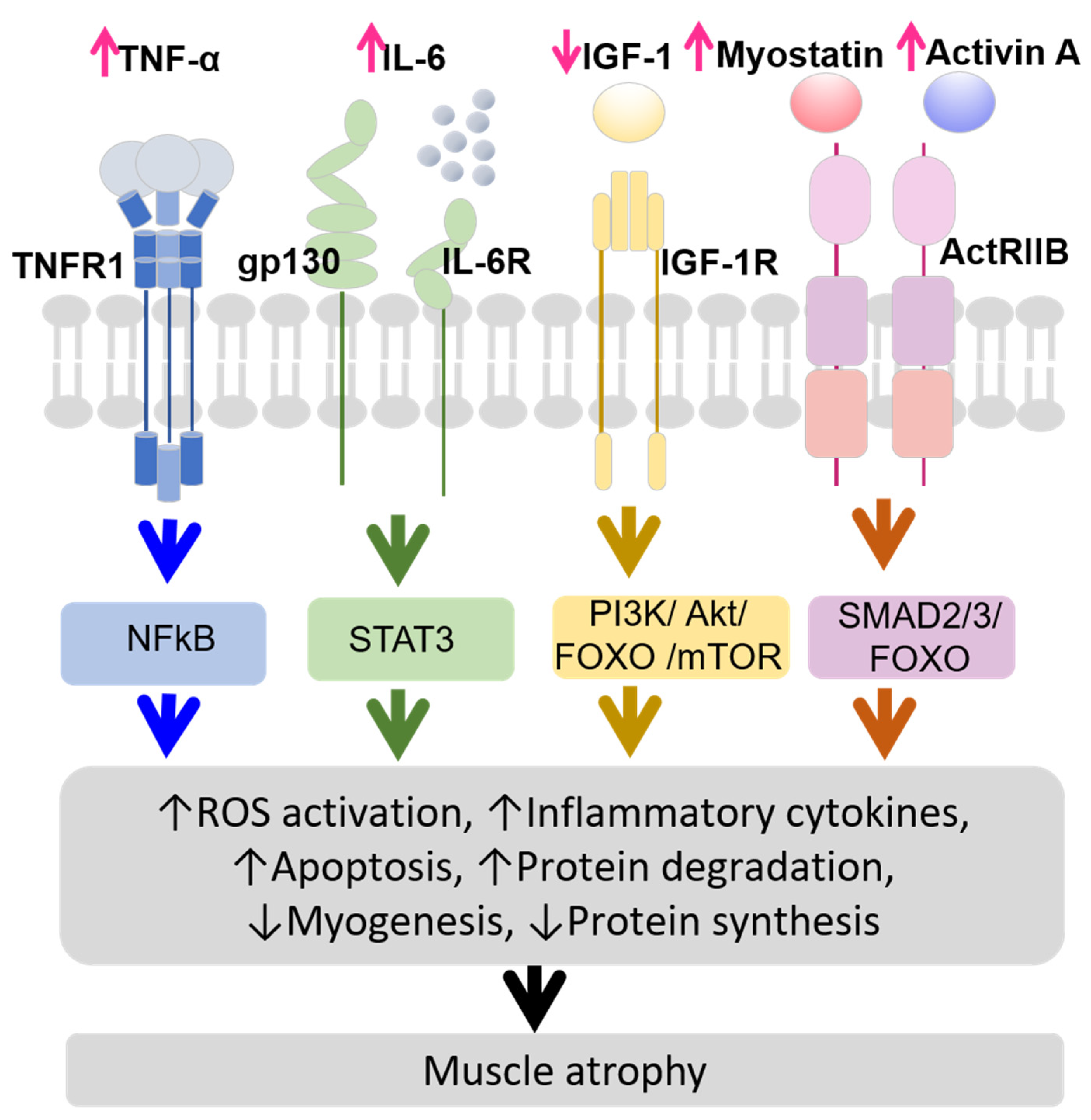 Biomedicines 13 00352 g001 Biomedicines 13 00352 g001