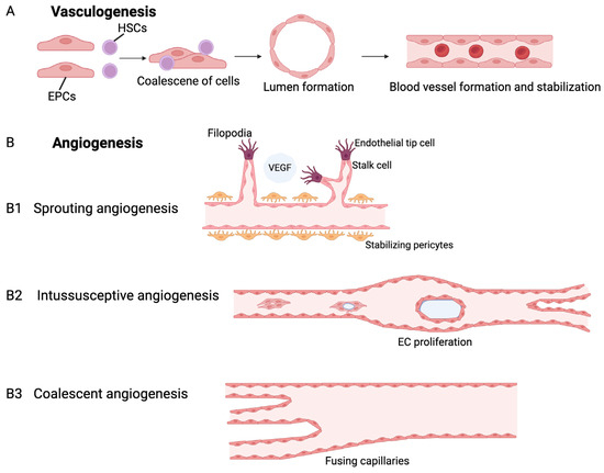 Structural biology of SARS-CoV-2: open the door for novel