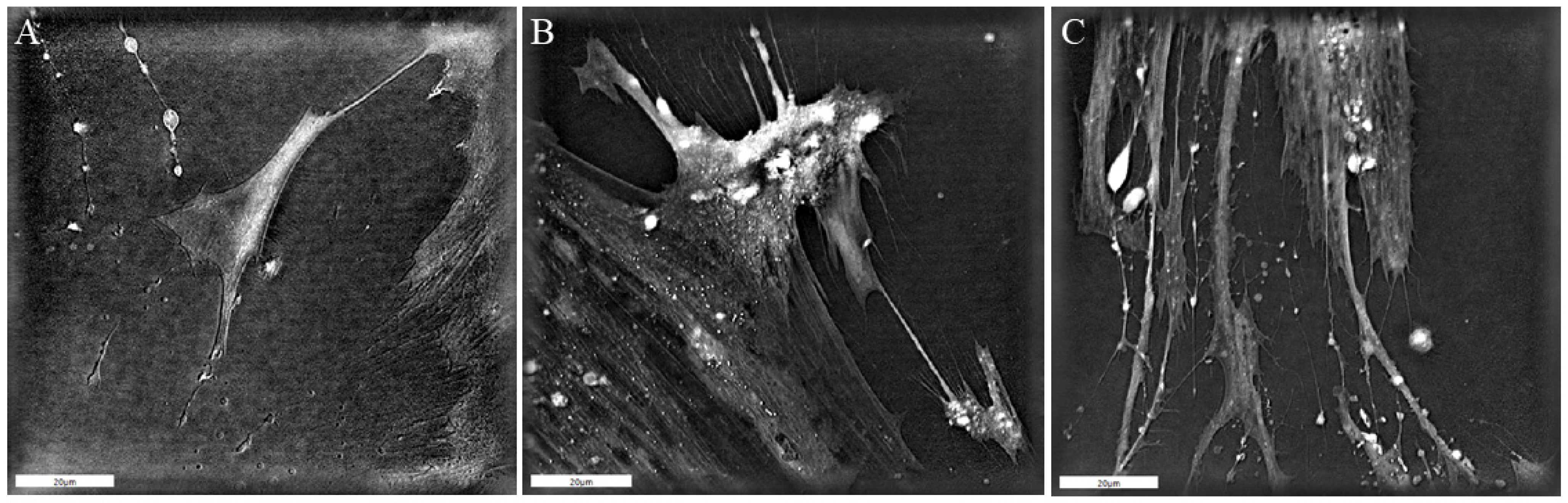 Biomedicines 13 00358 g001 Biomedicines 13 00358 g001