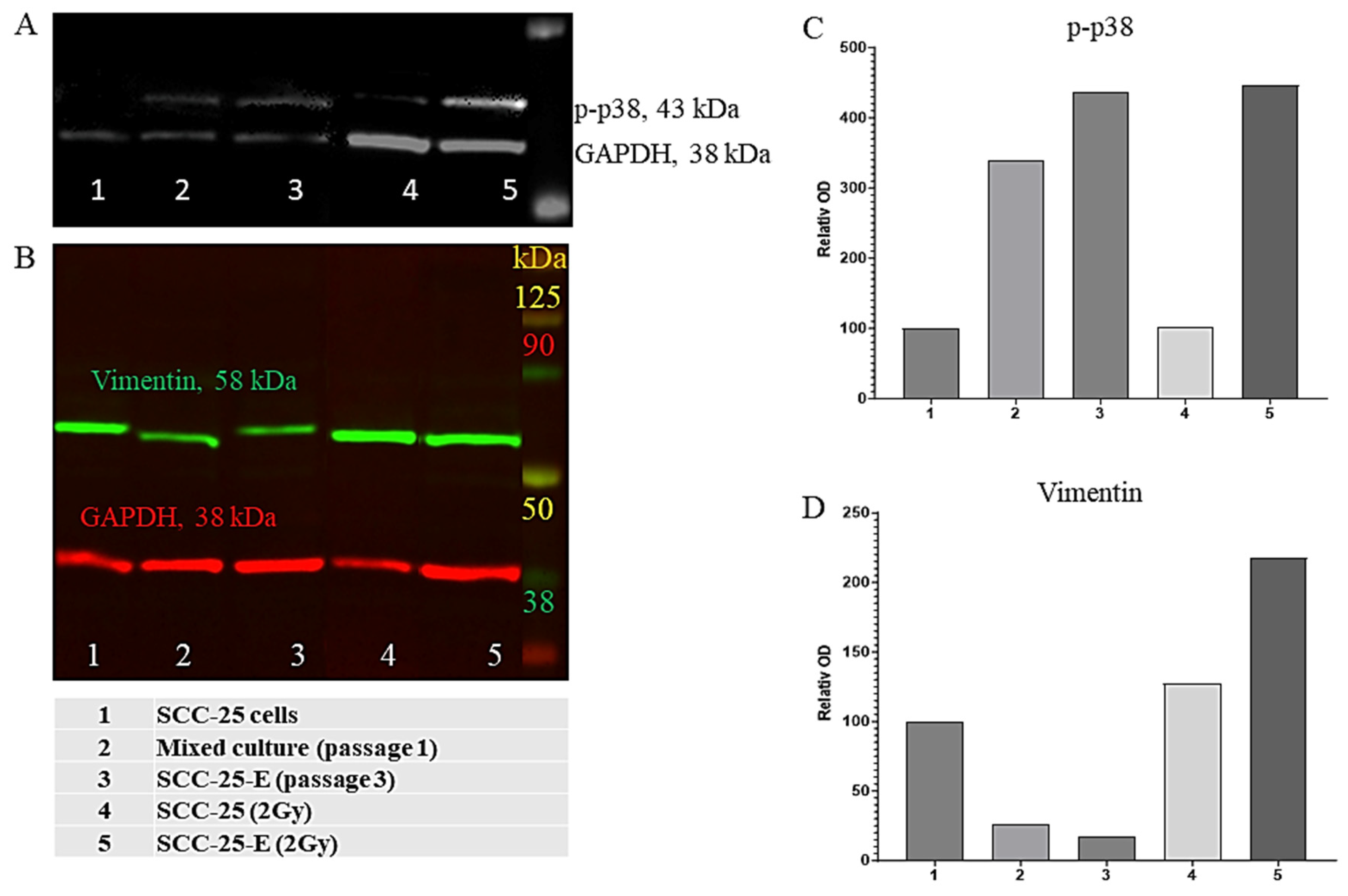 Biomedicines 13 00358 g005 Biomedicines 13 00358 g005
