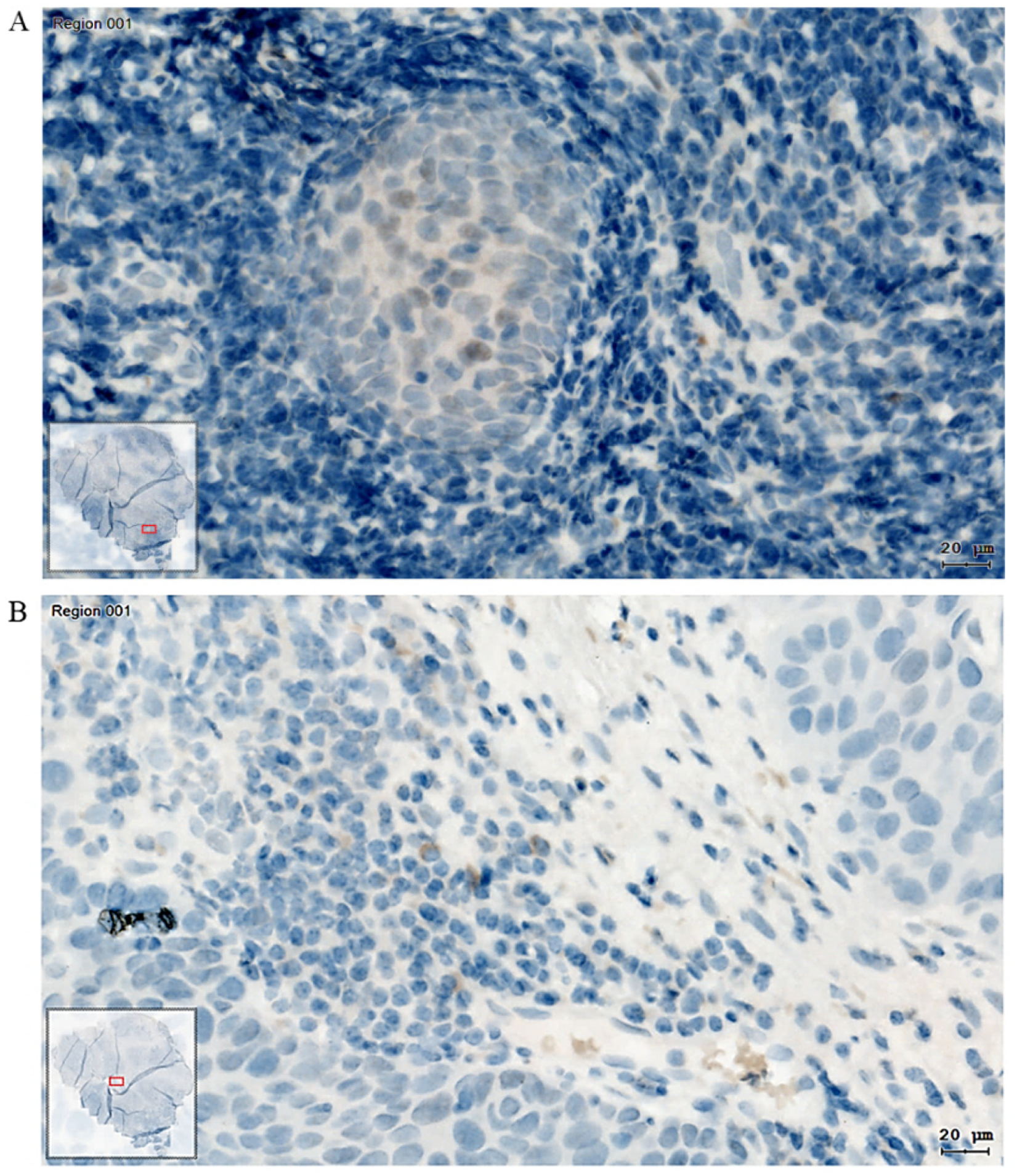Biomedicines 13 00358 g006 Biomedicines 13 00358 g006