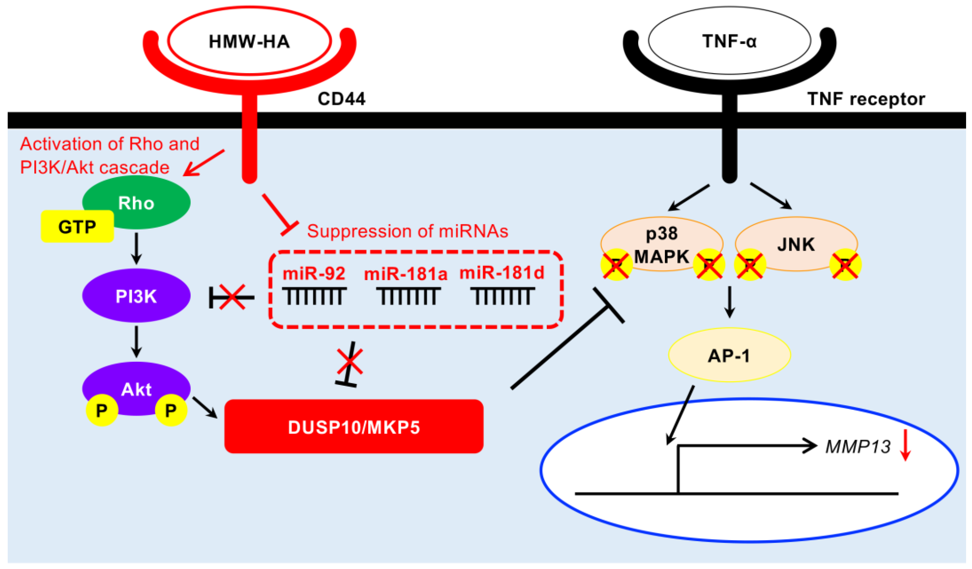 Biomedicines 13 00376 g007 Biomedicines 13 00376 g007