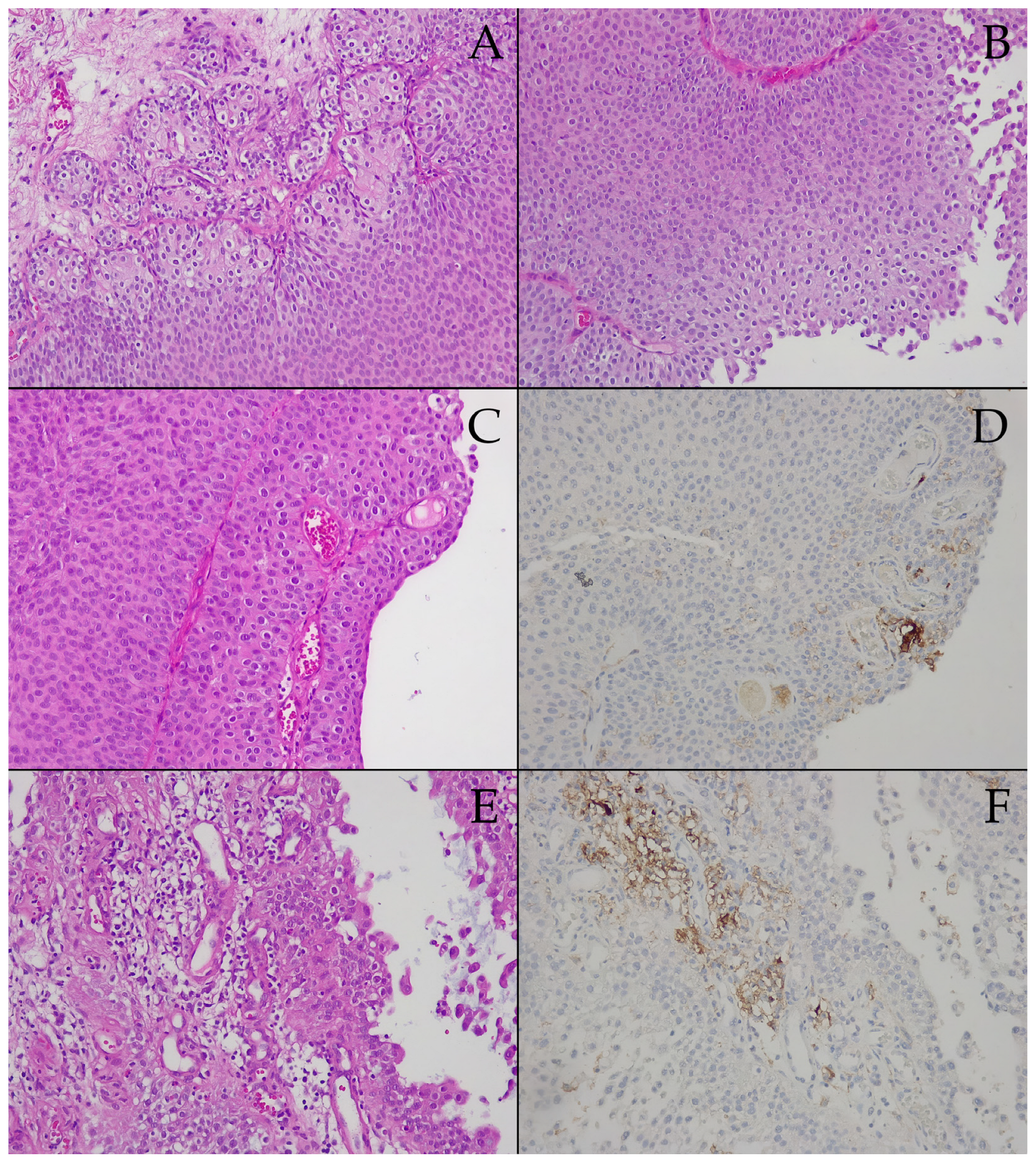 Biomedicines 13 00377 g003