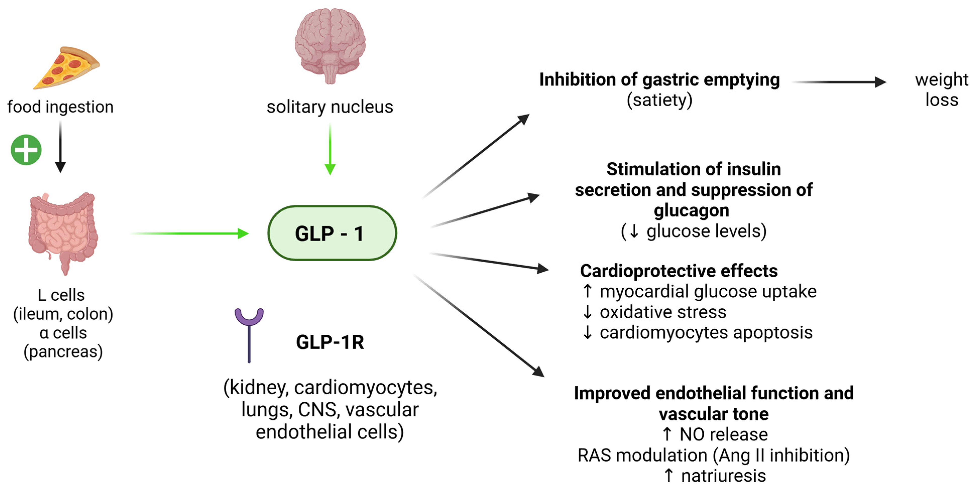 Biomedicines 13 00381 g004