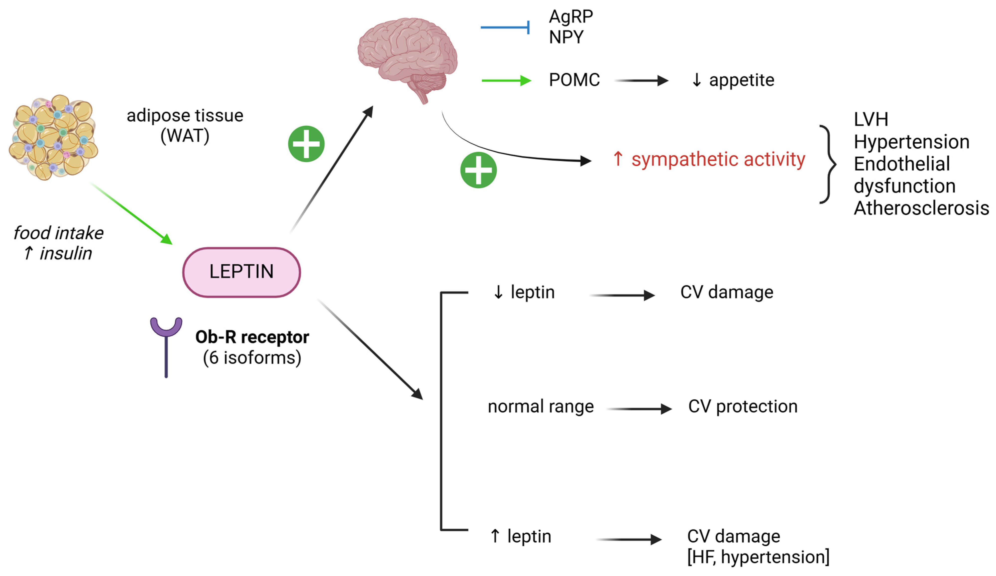 Biomedicines 13 00381 g007