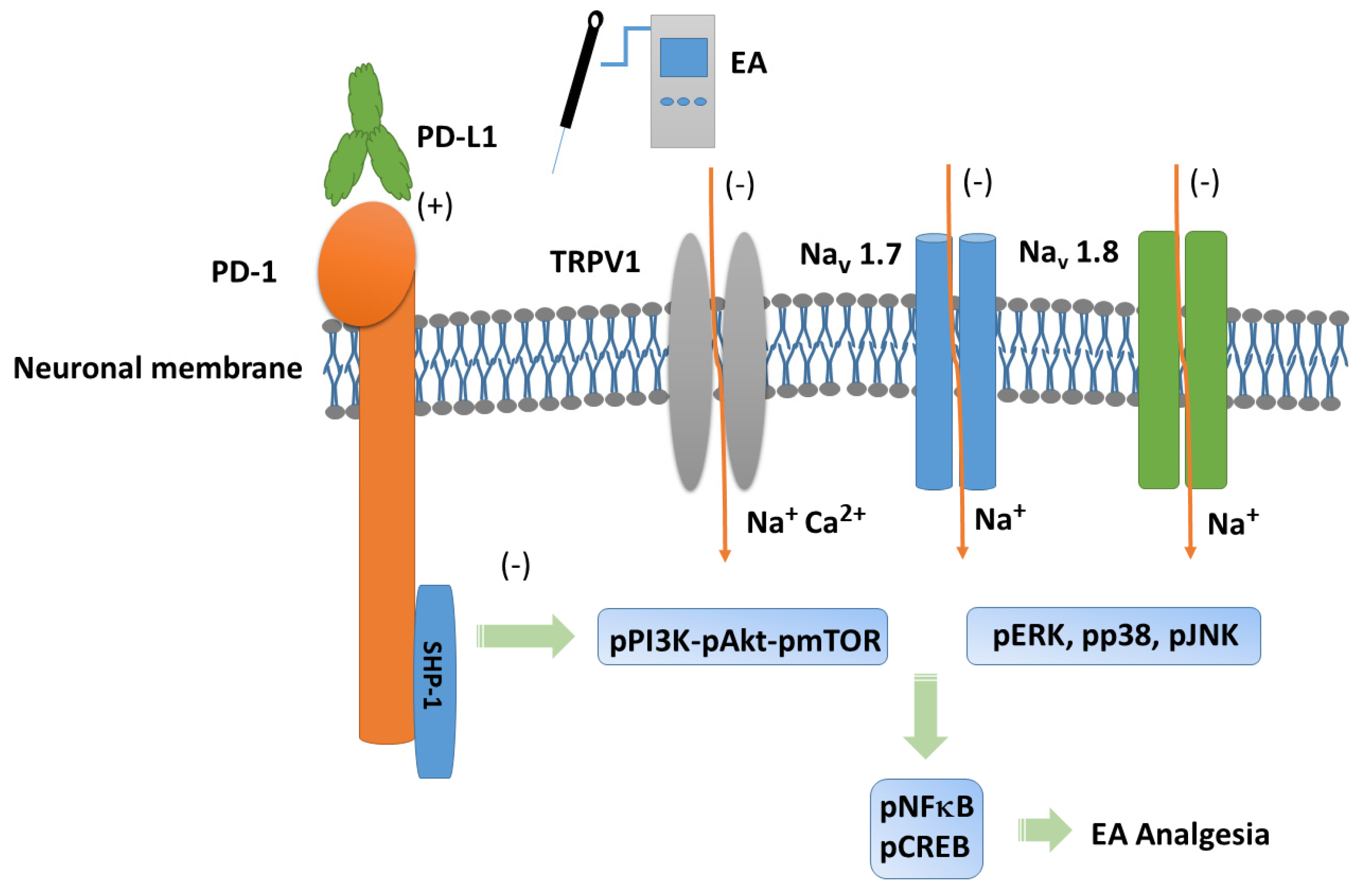 Biomedicines 13 00396 g007
