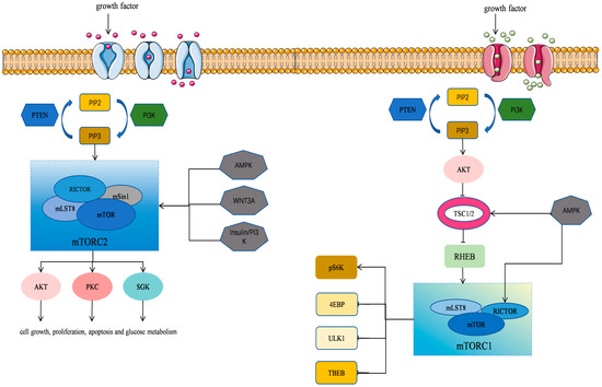 The mTOR Signaling Pathway: Key Regulator and Therapeutic Target