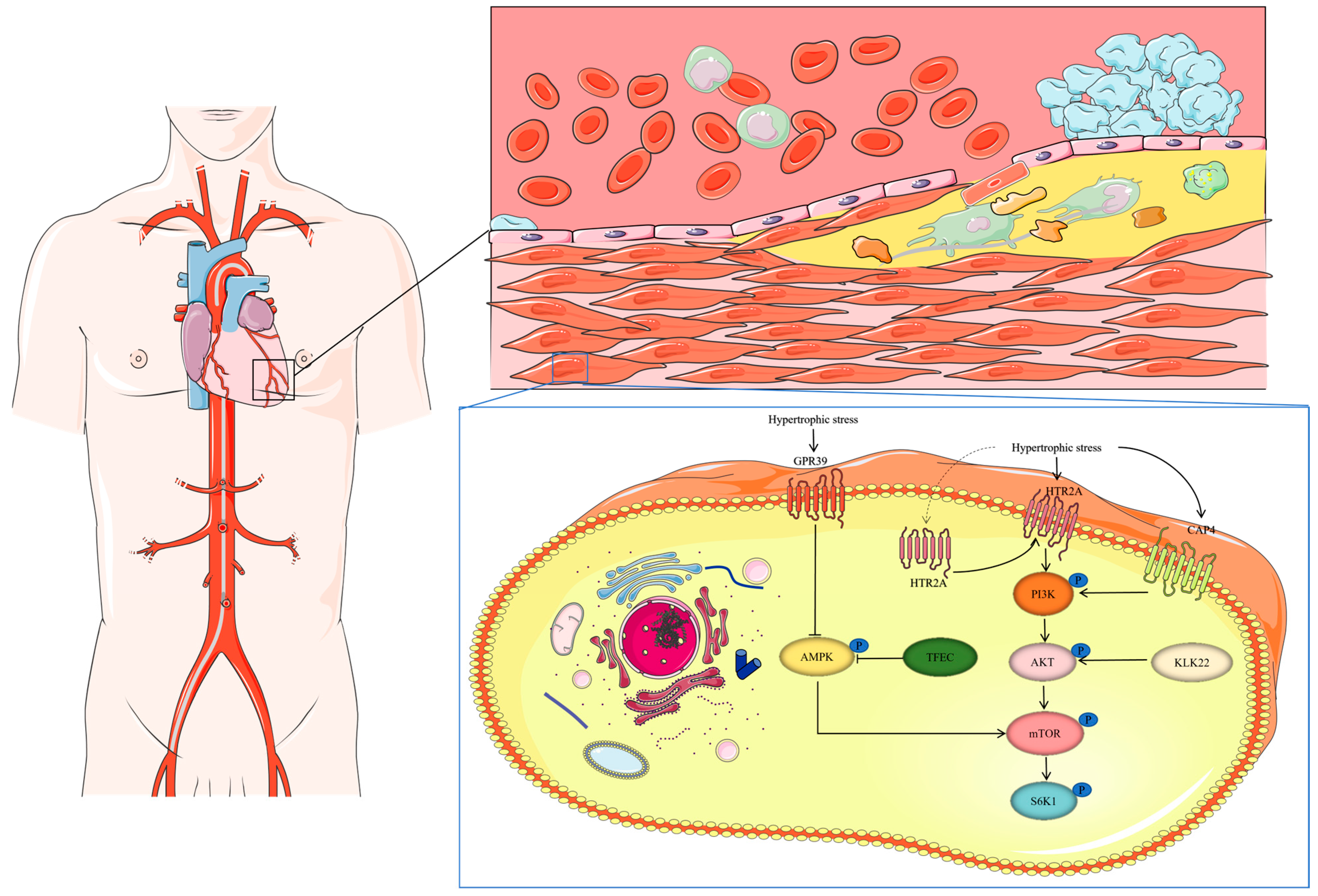 Biomedicines 13 00397 g002