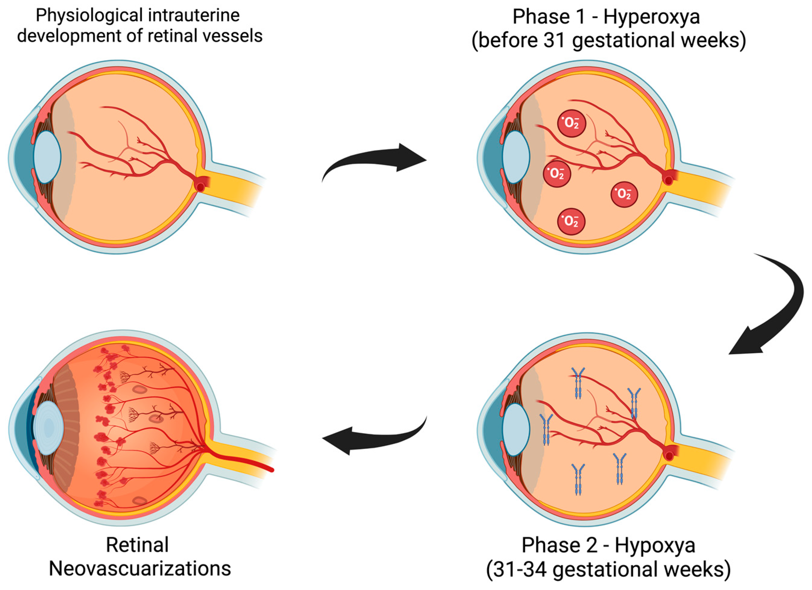 Biomedicines 13 00400 g001 Biomedicines 13 00400 g001