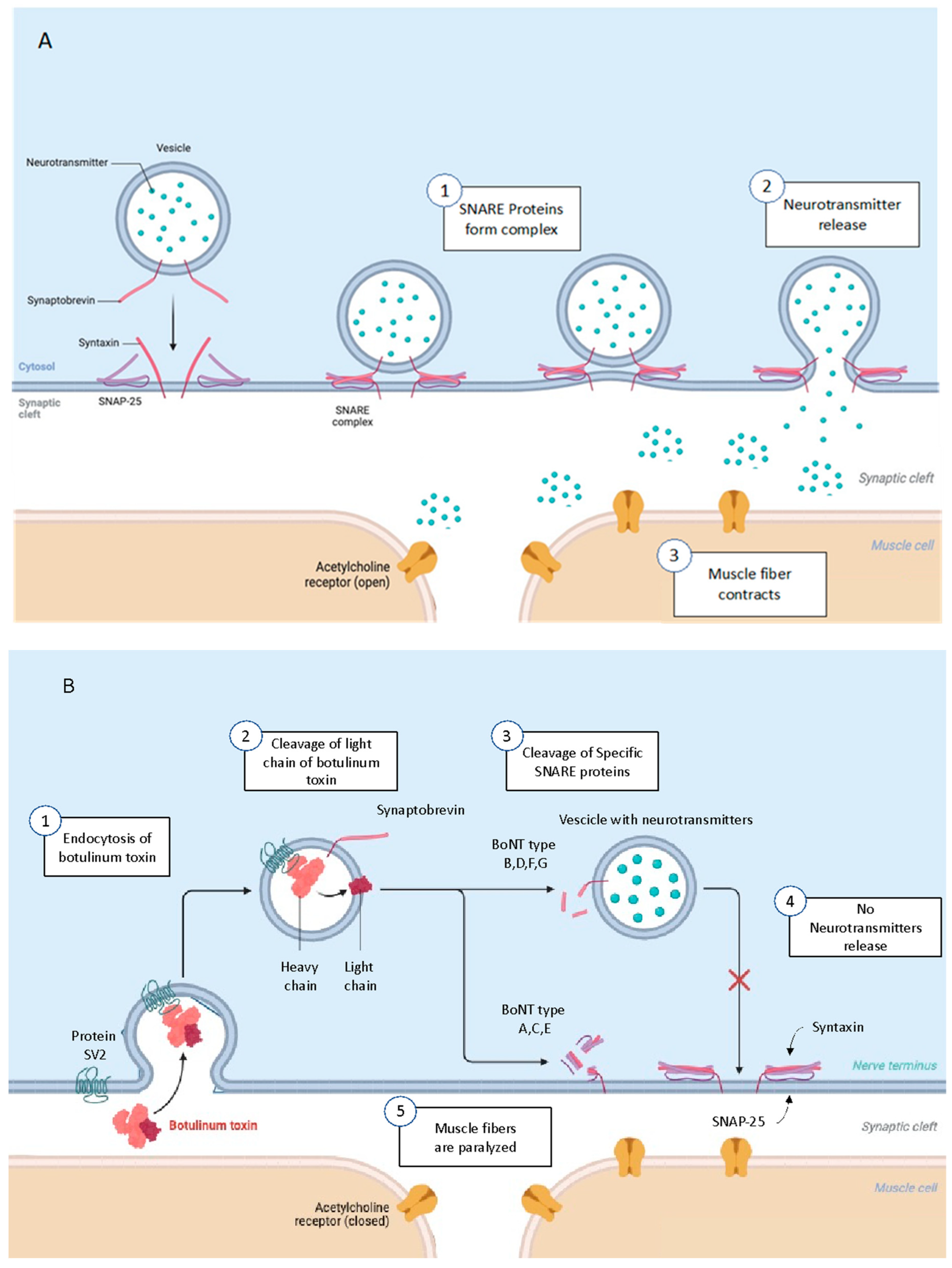 Biomedicines 13 00411 g001