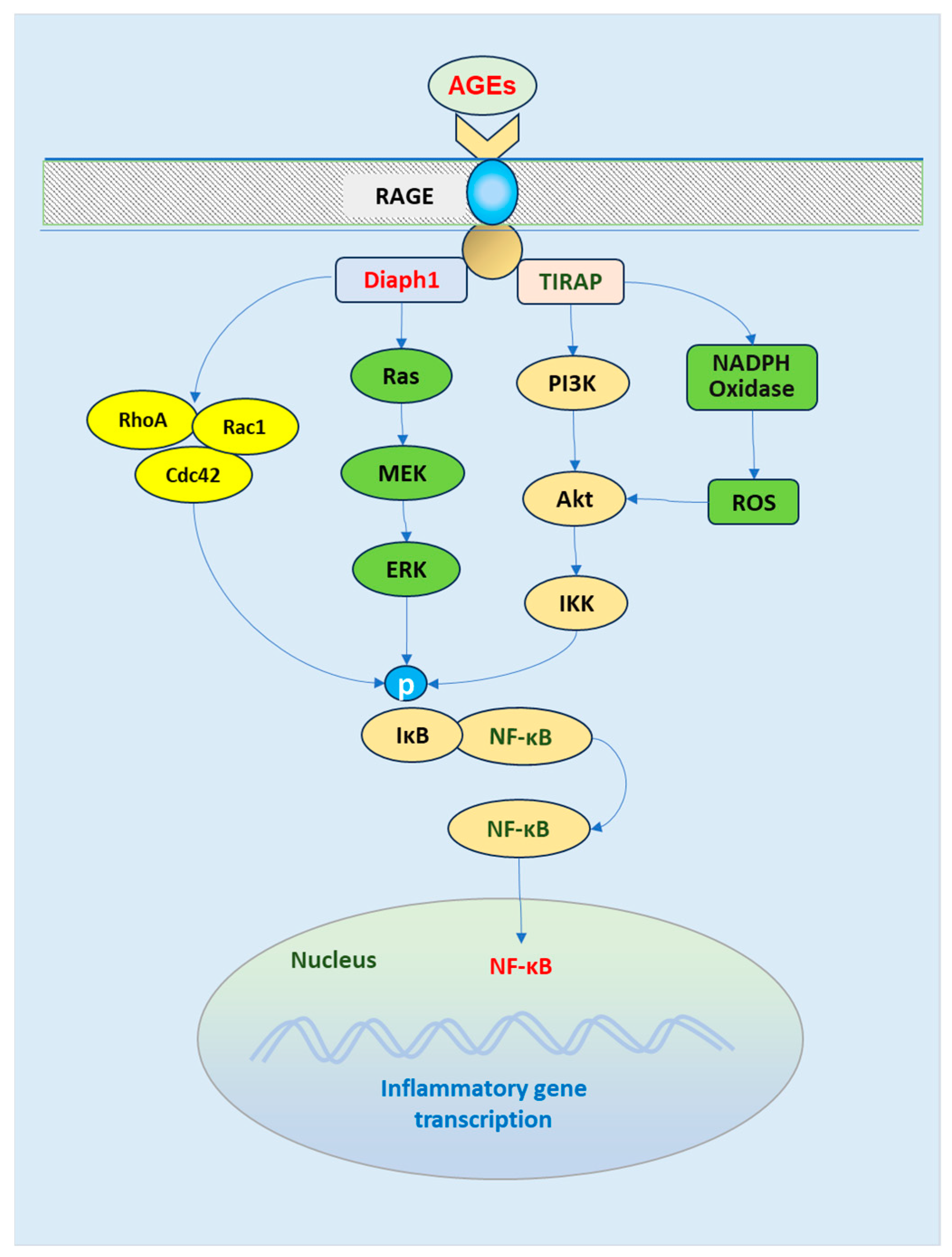 Biomedicines 13 00413 g004 Biomedicines 13 00413 g004