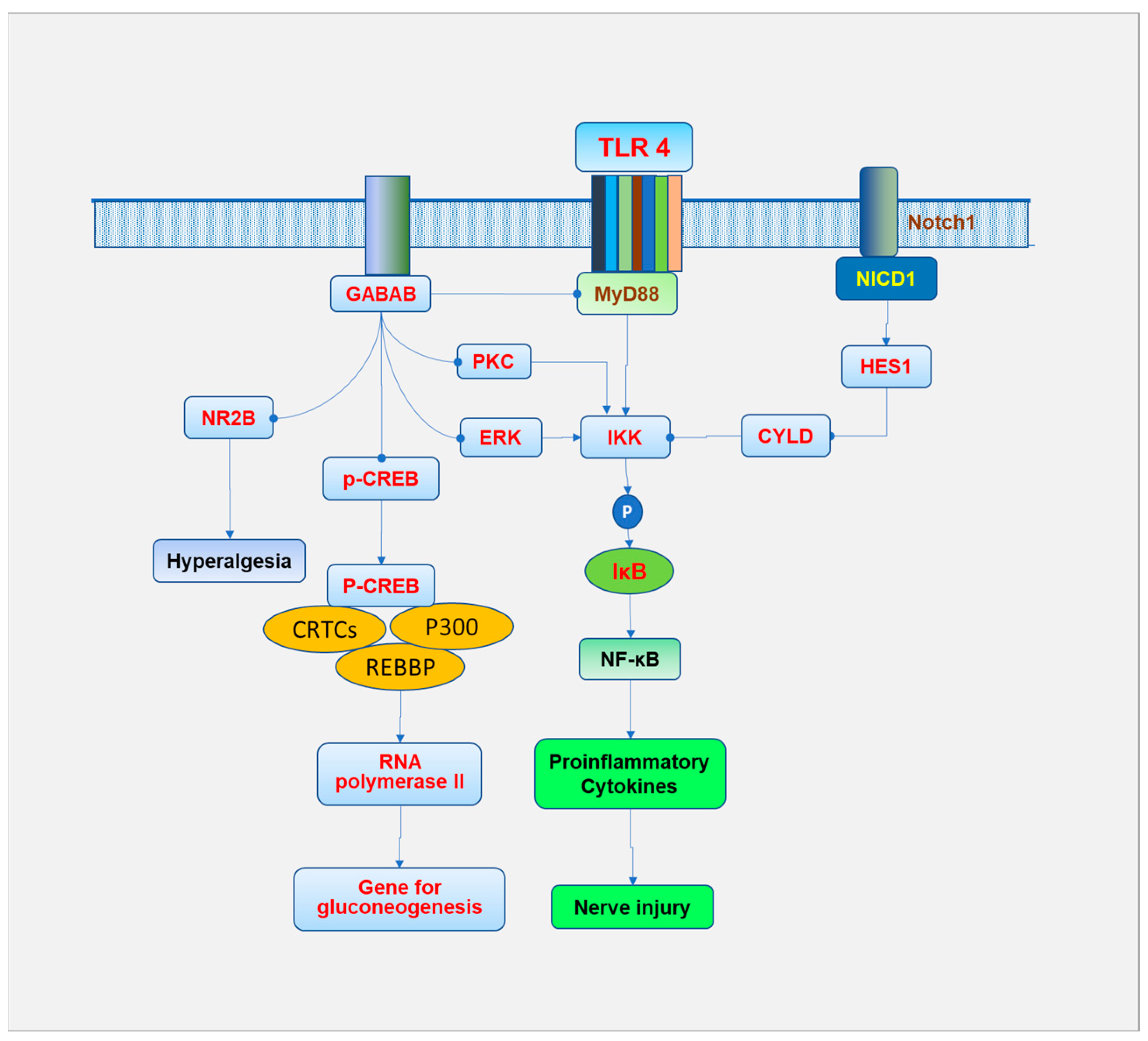 Biomedicines 13 00413 g005 Biomedicines 13 00413 g005