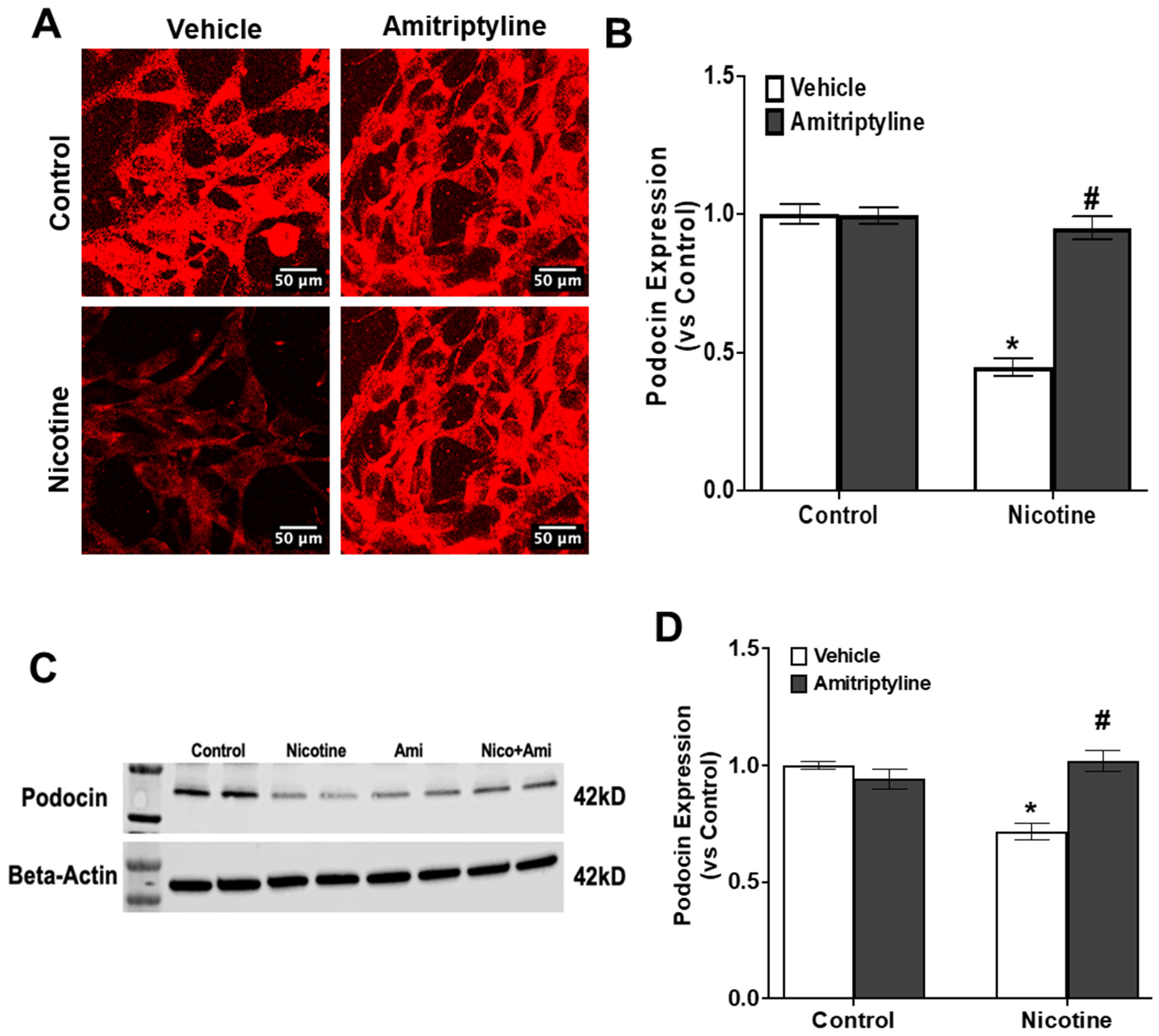 Biomedicines 13 00416 g005