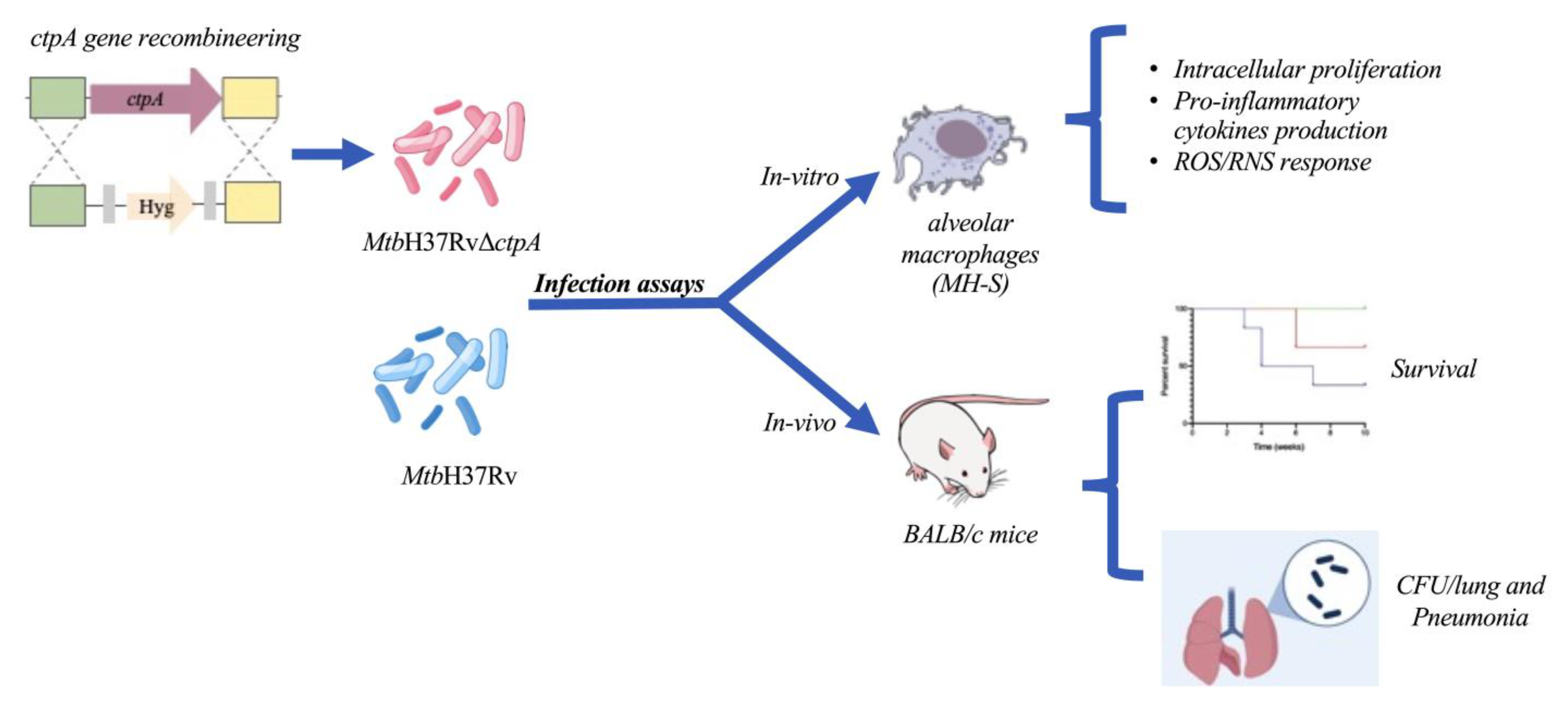 Biomedicines 13 00439 g001