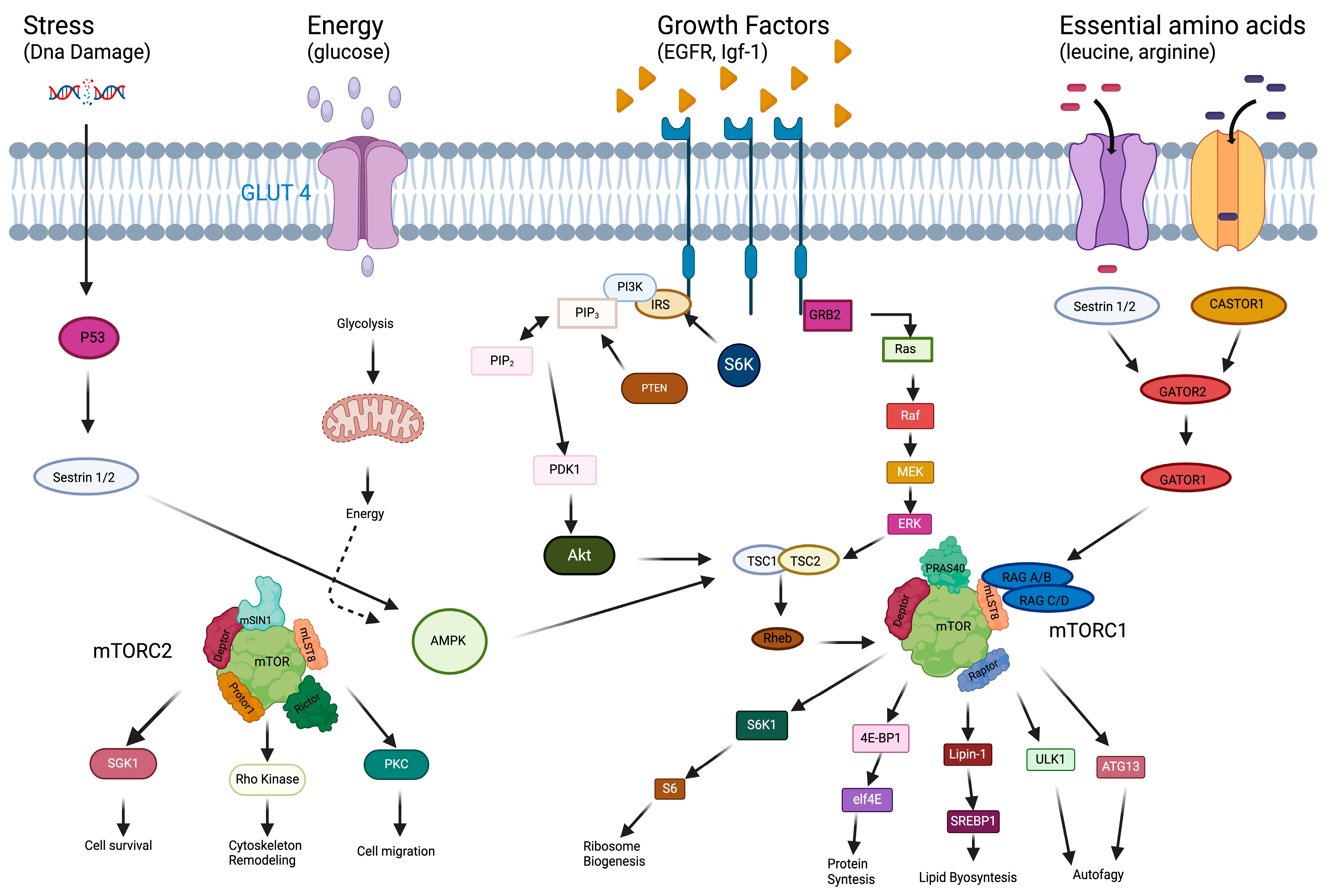 Biomedicines 13 00455 g001 Biomedicines 13 00455 g001