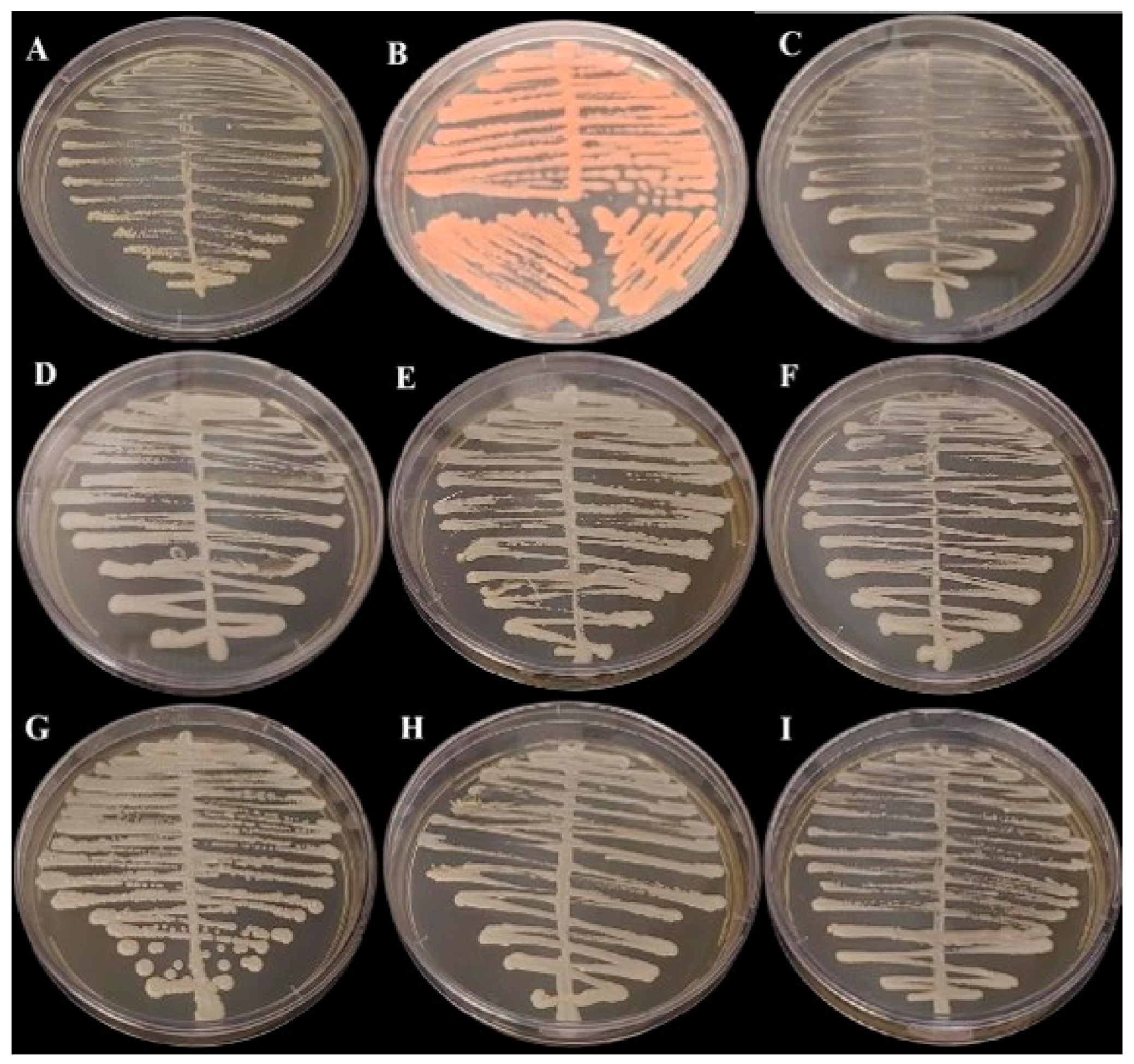 Biomedicines 13 00480 g001 Biomedicines 13 00480 g001