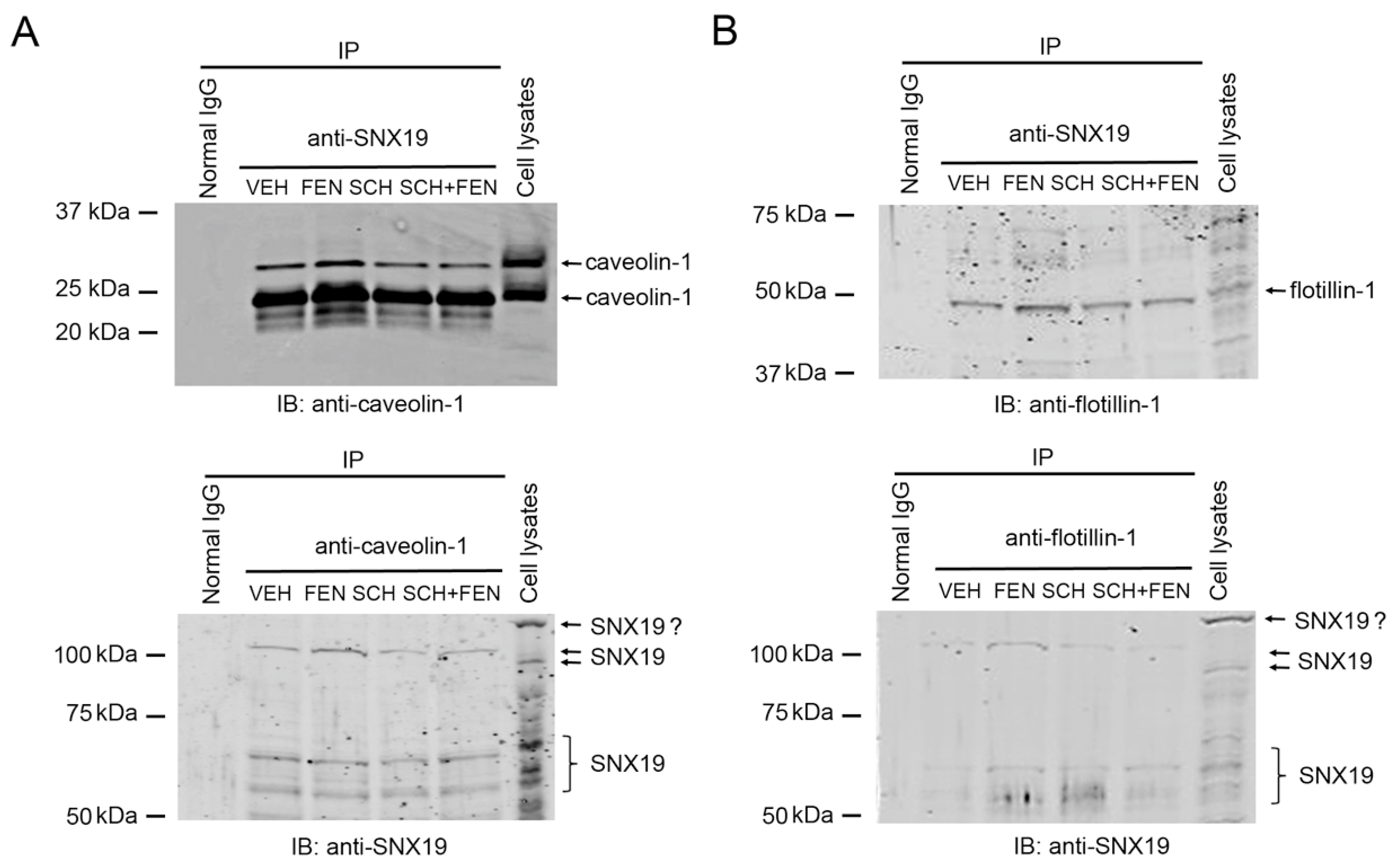 Biomedicines 13 00481 g005