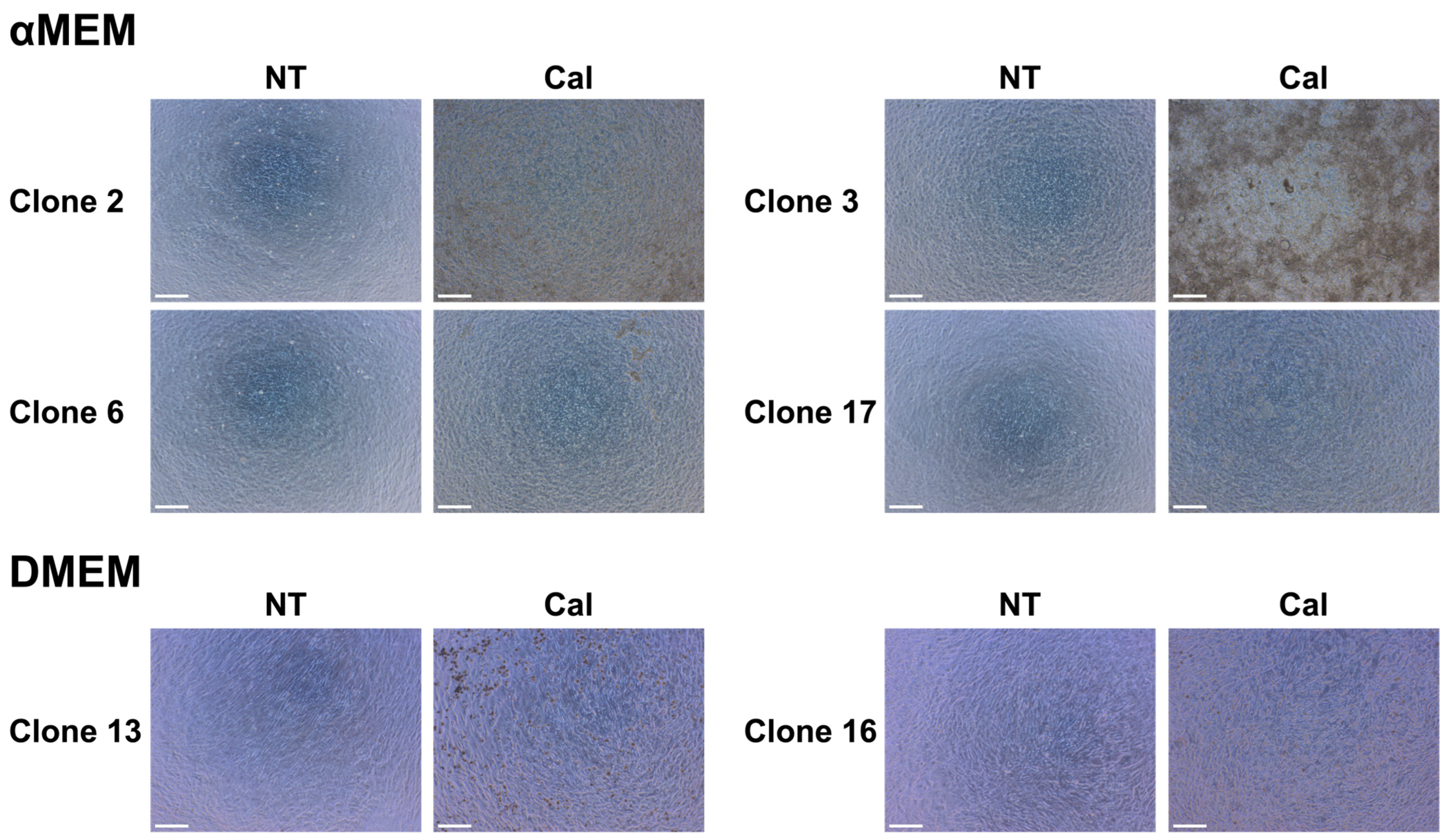 Biomedicines 13 00489 g003