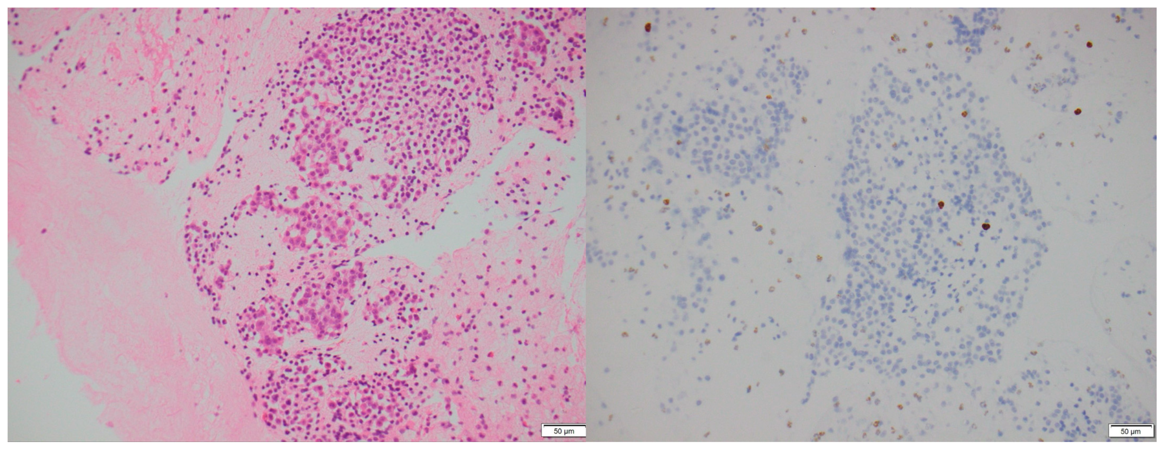 Biomedicines 13 00496 g003
