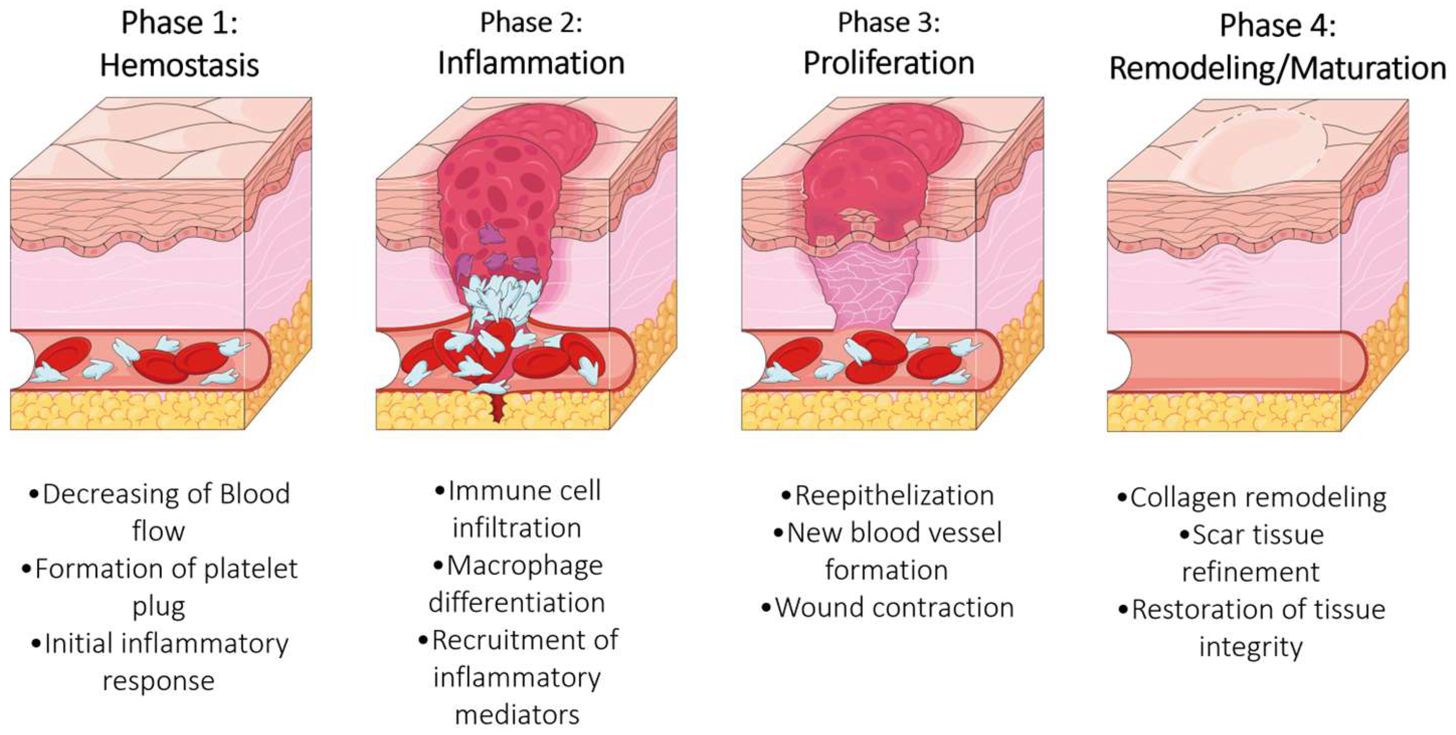 Biomedicines 13 00508 g001