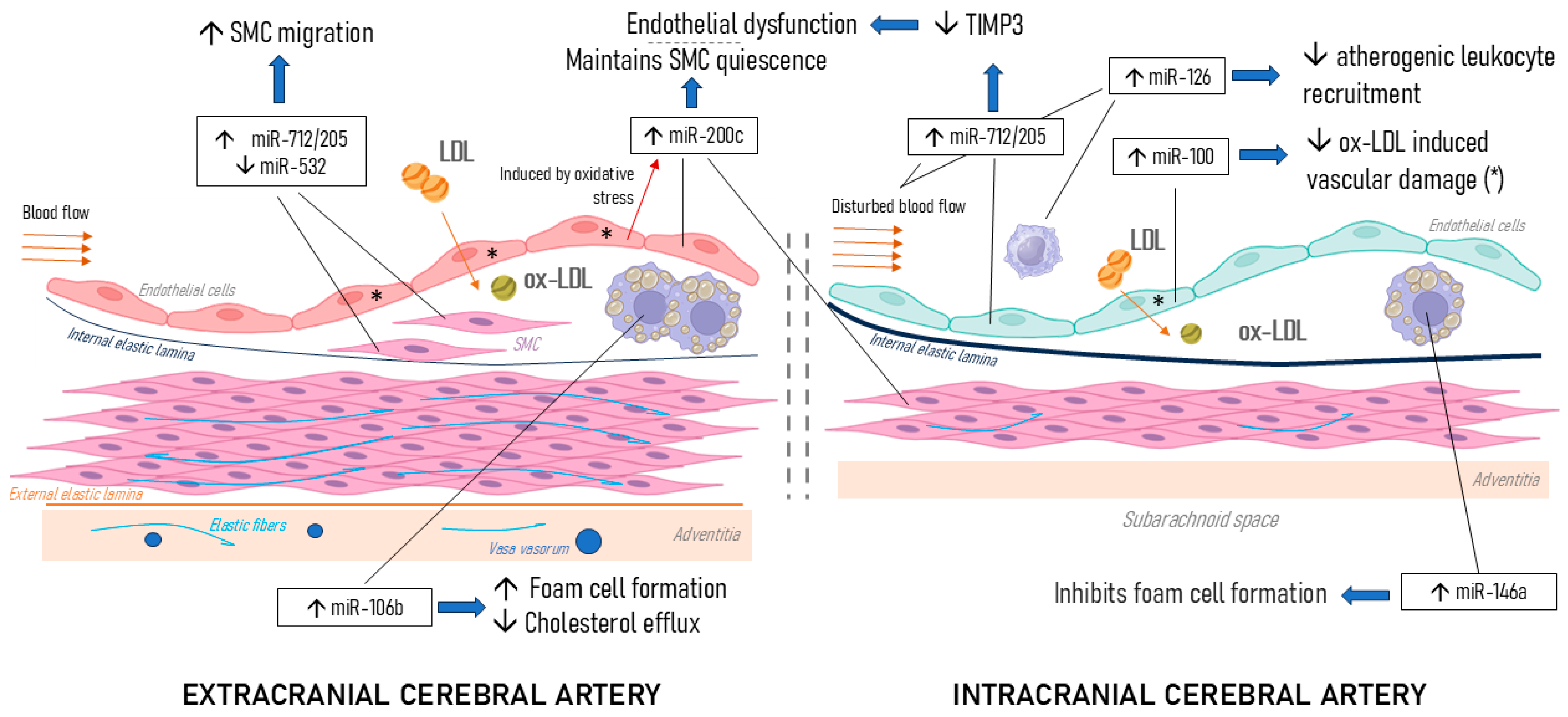 Biomedicines 13 00514 g005