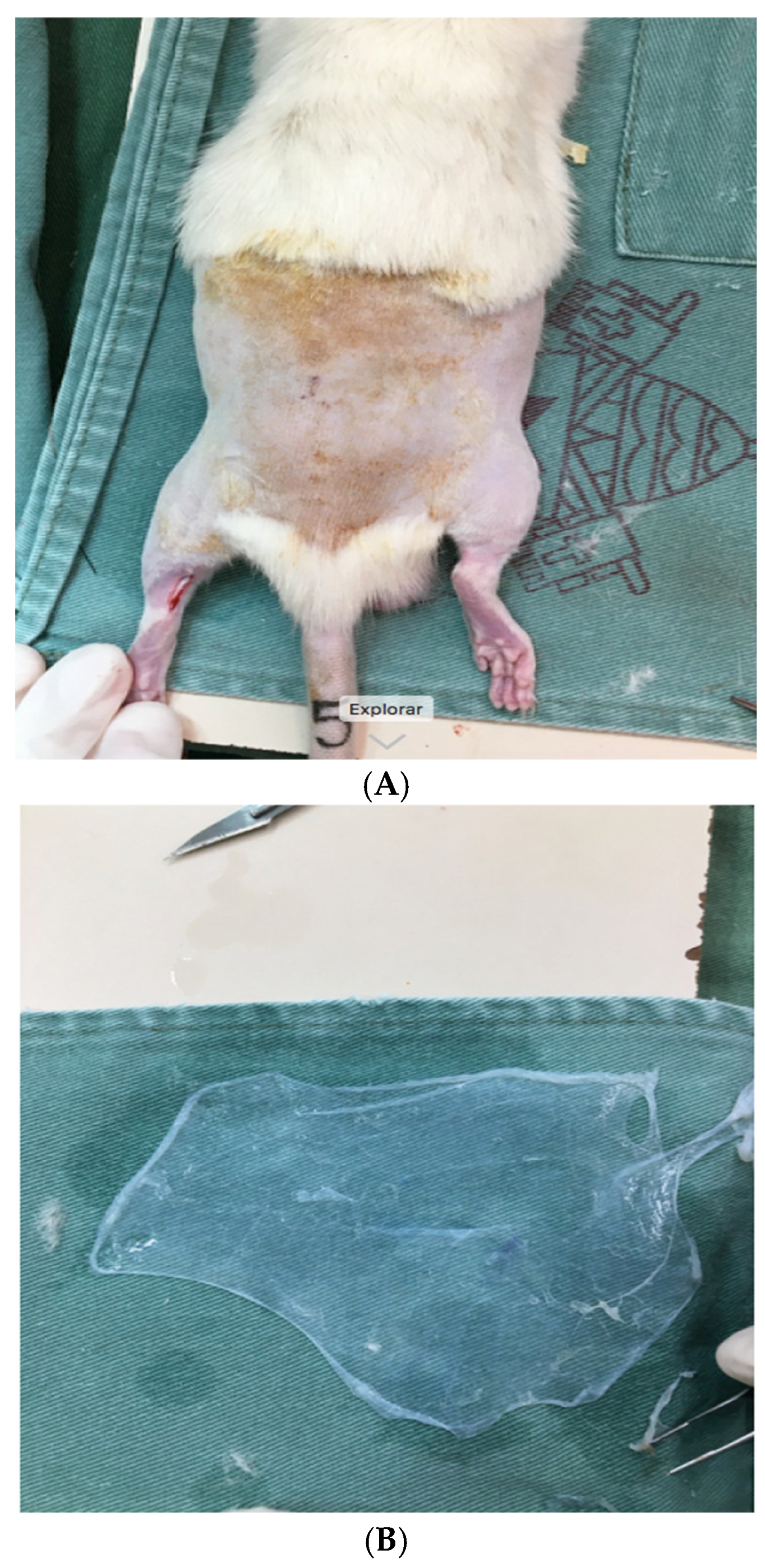 Biomedicines 13 00525 g001