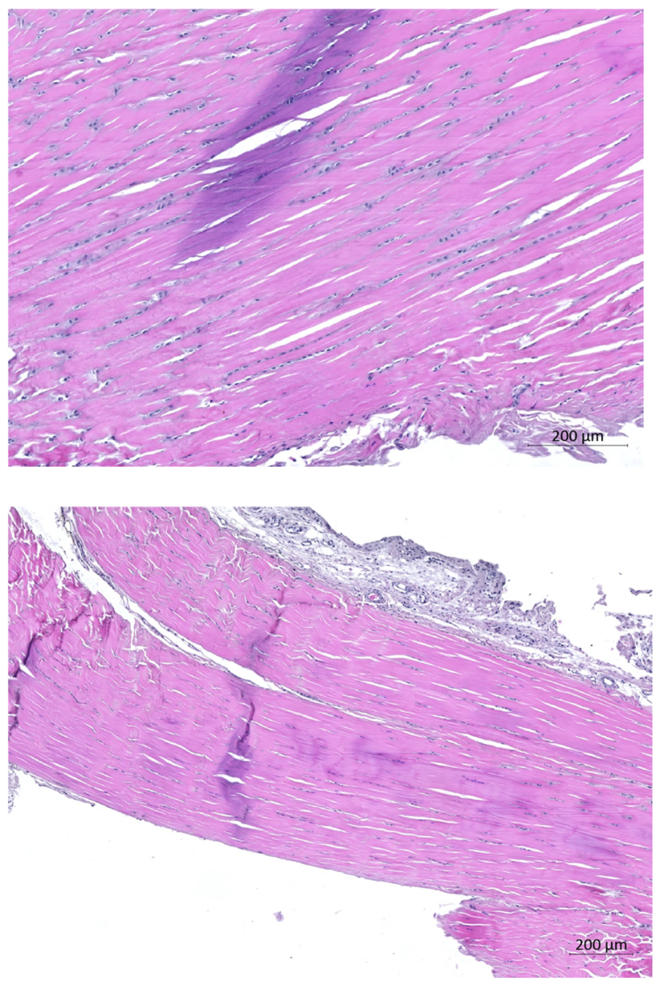 Biomedicines 13 00525 g003