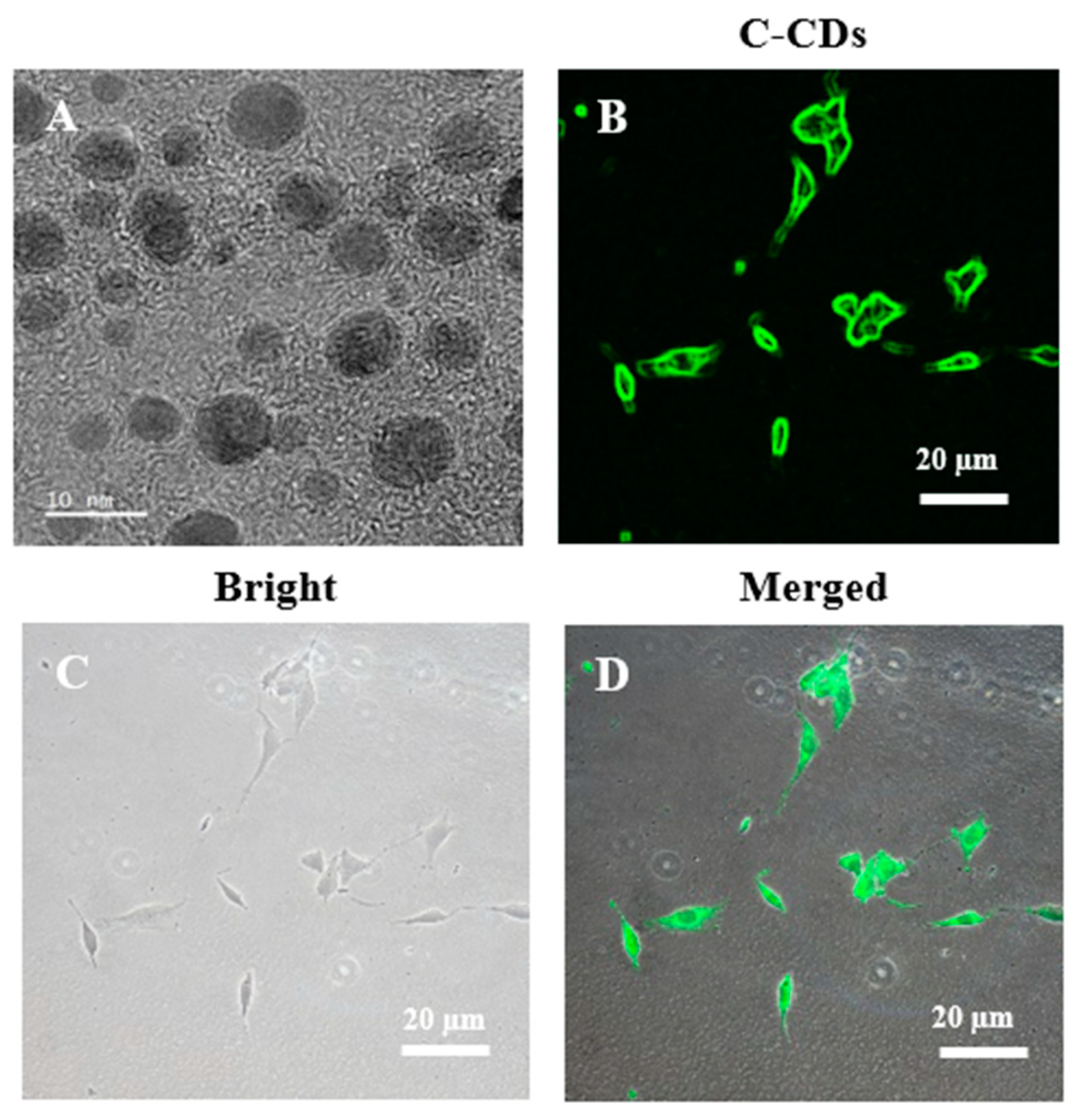 Biomedicines 13 00527 g003