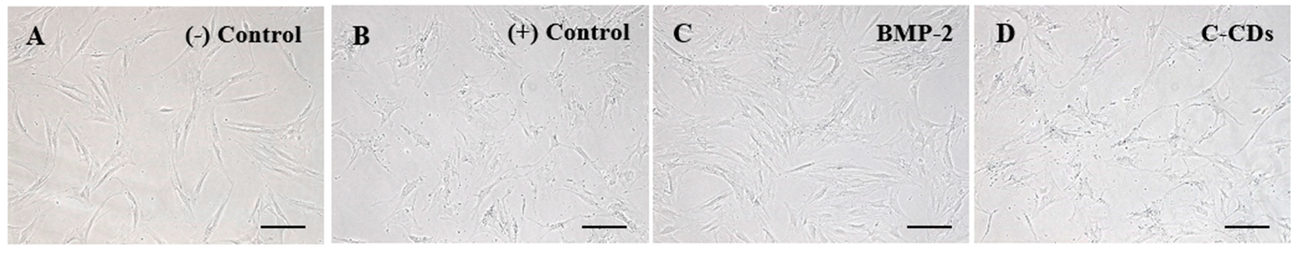 Biomedicines 13 00527 g005