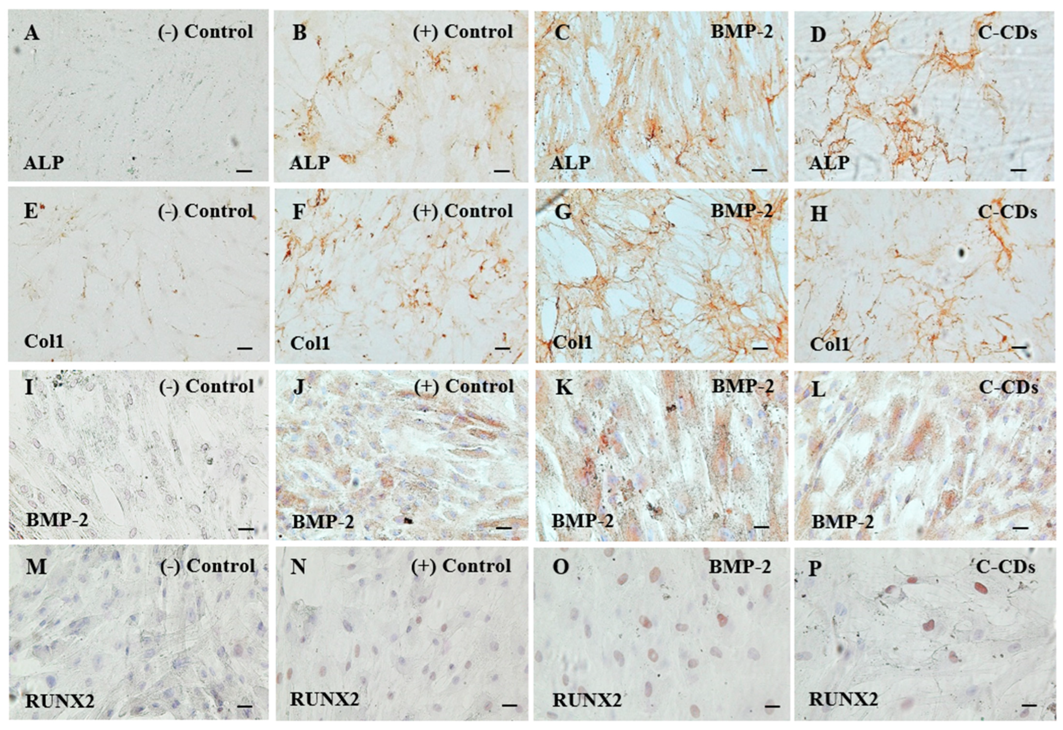 Biomedicines 13 00527 g006