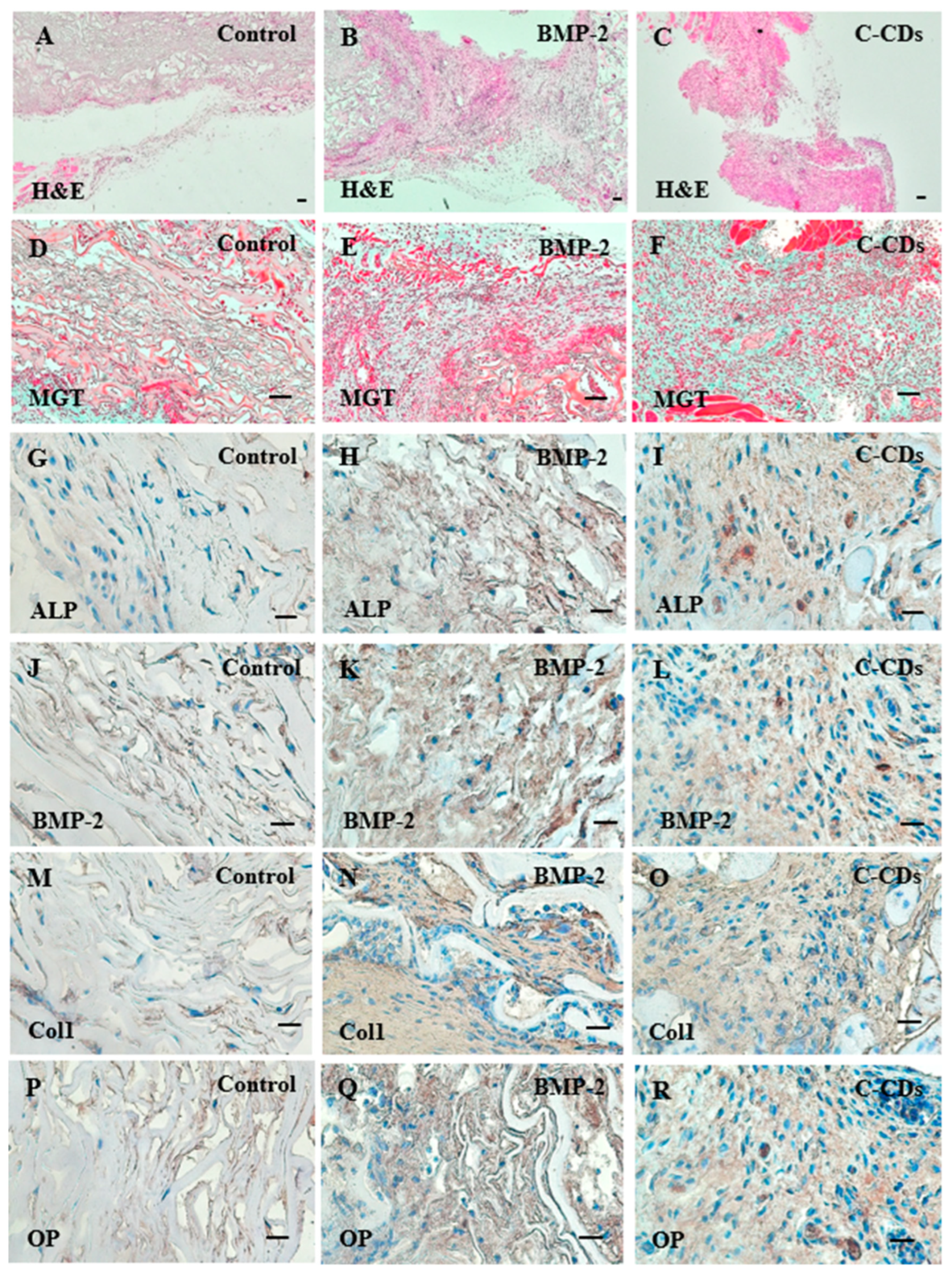 Biomedicines 13 00527 g009