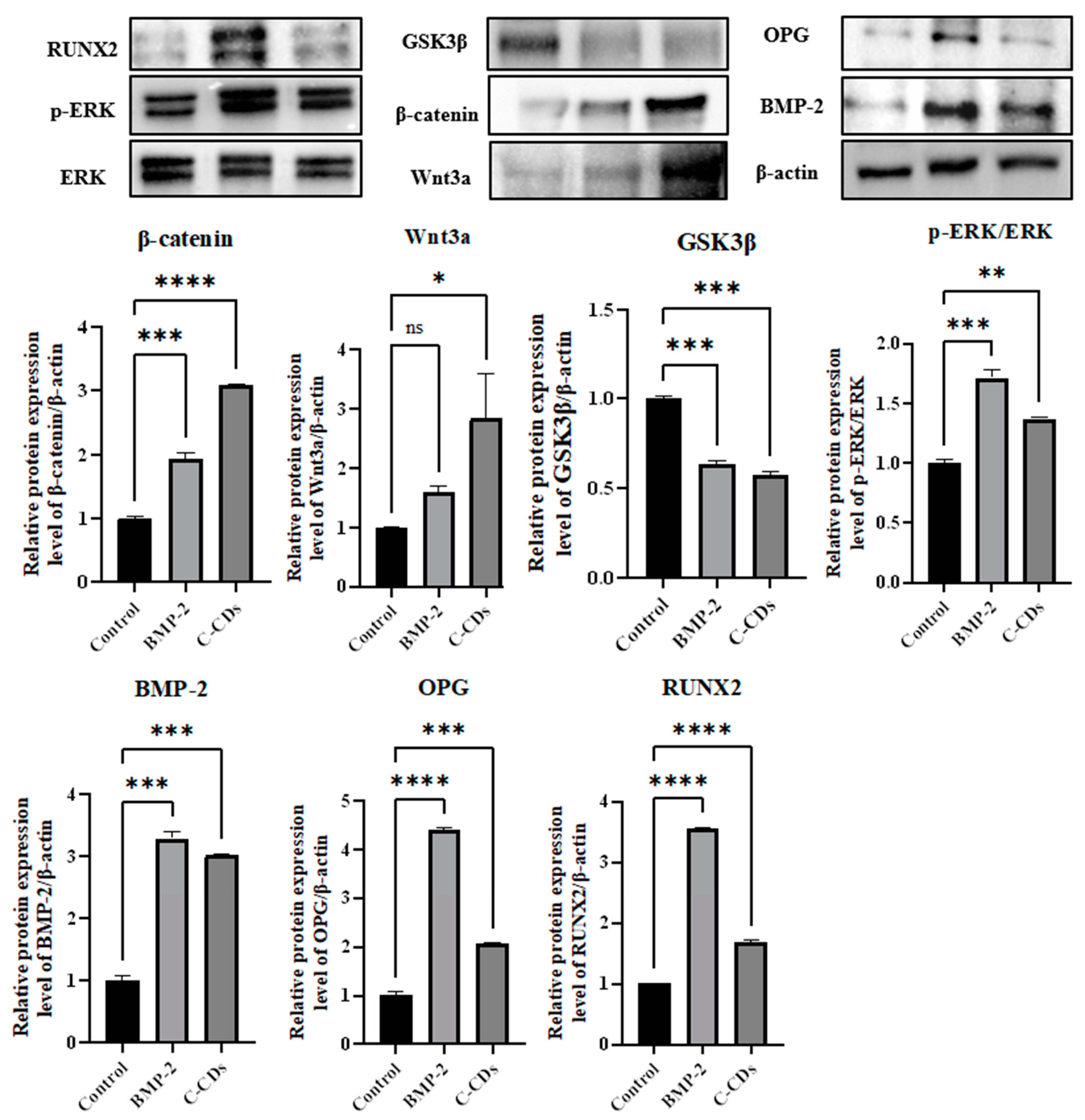 Biomedicines 13 00527 g010