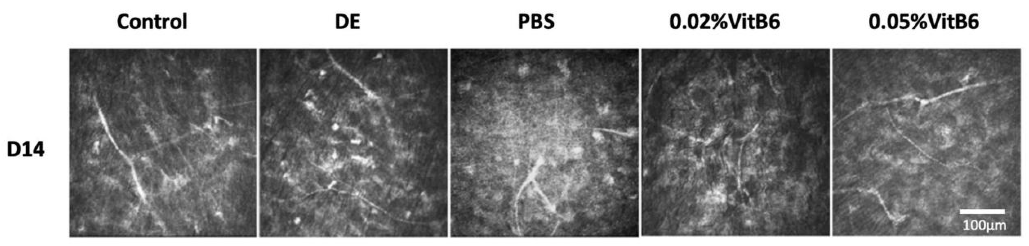 Biomedicines 13 00541 g003