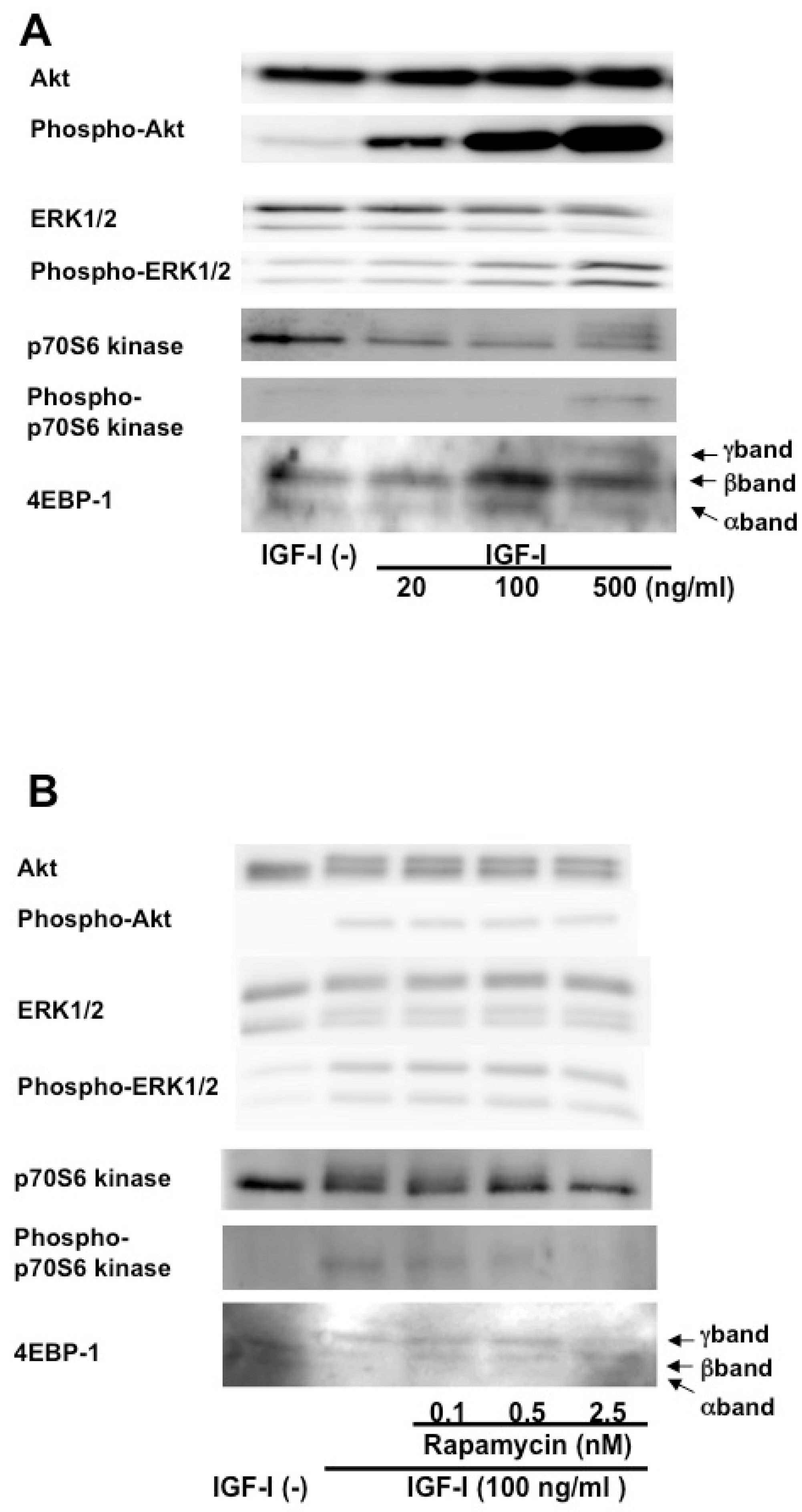 Biomedicines 13 00566 g004