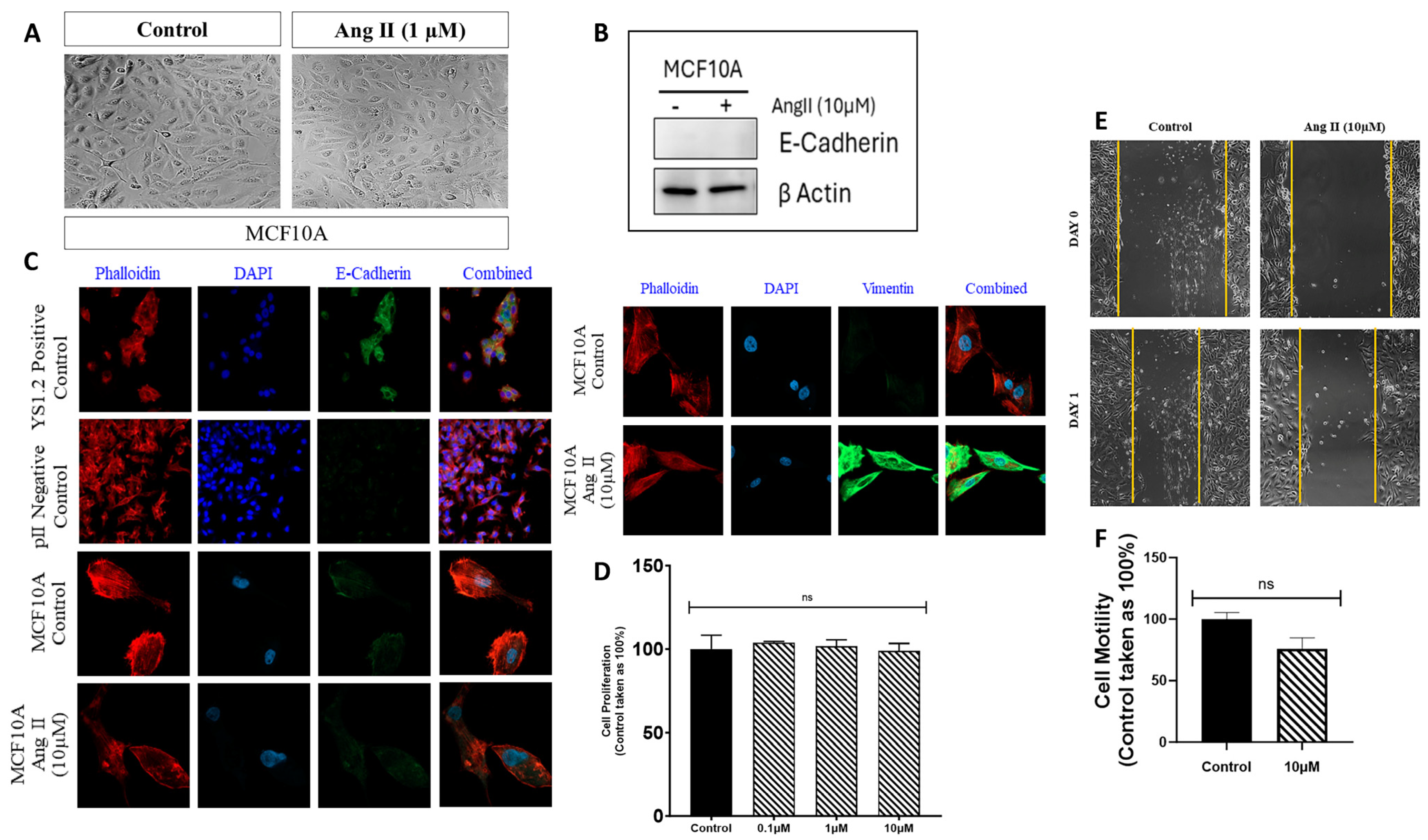 Biomedicines 13 00567 g001