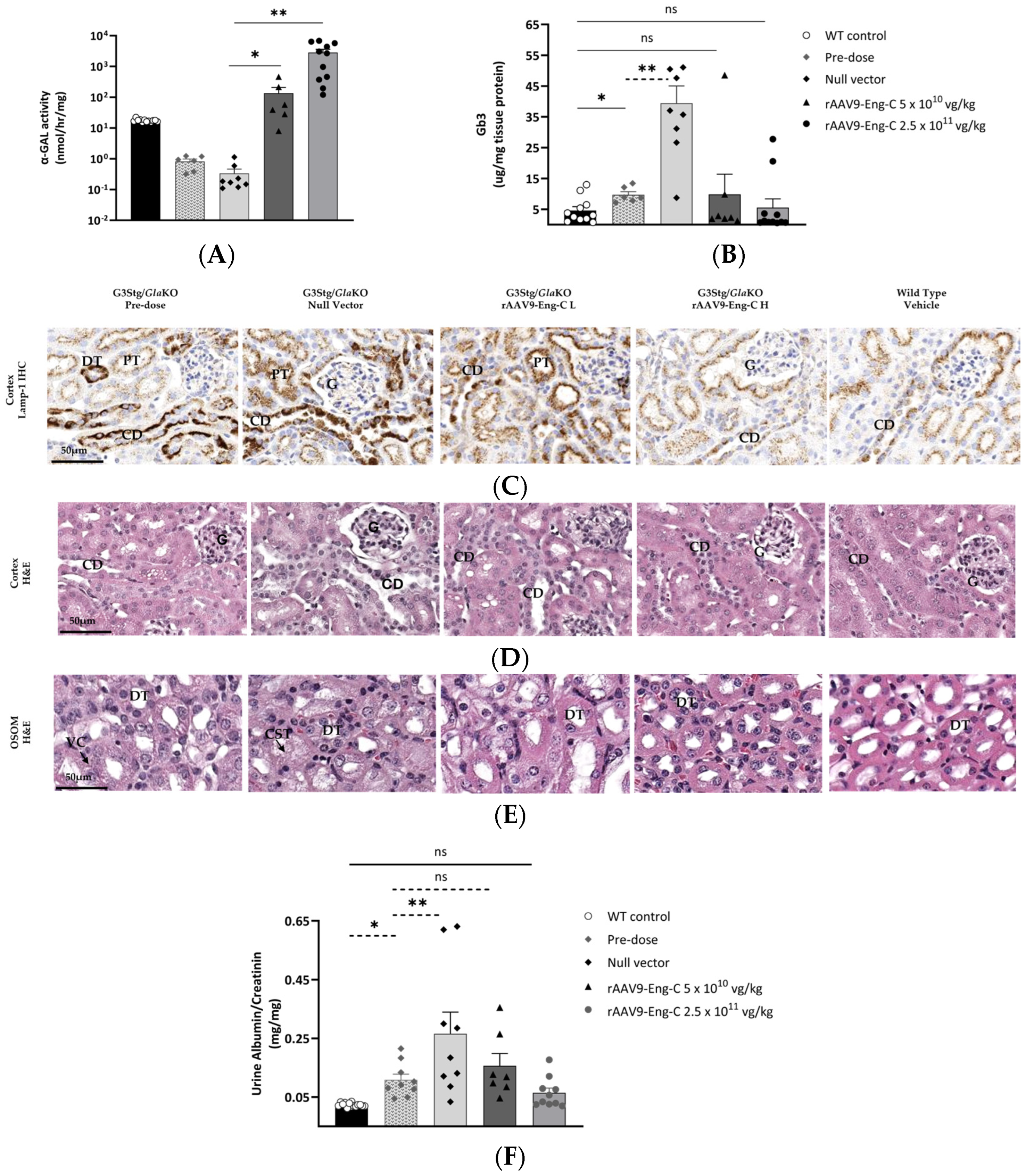 Biomedicines 13 00577 g006