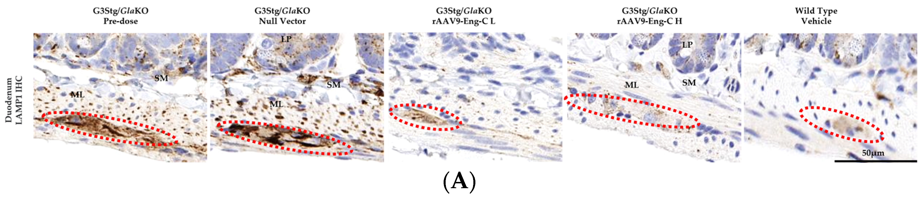 Biomedicines 13 00577 g008a
