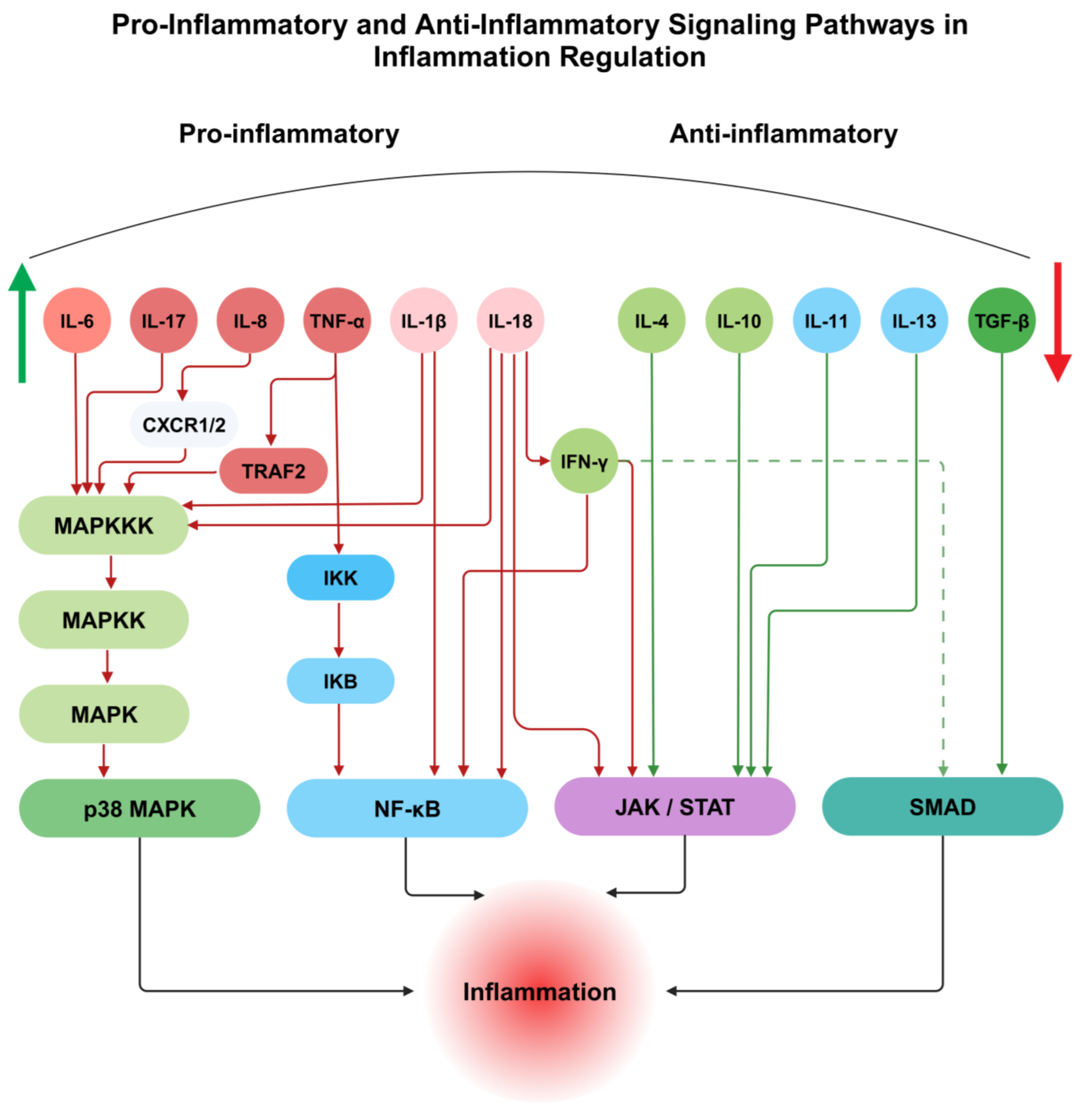 Biomedicines 13 00589 g002 Biomedicines 13 00589 g002