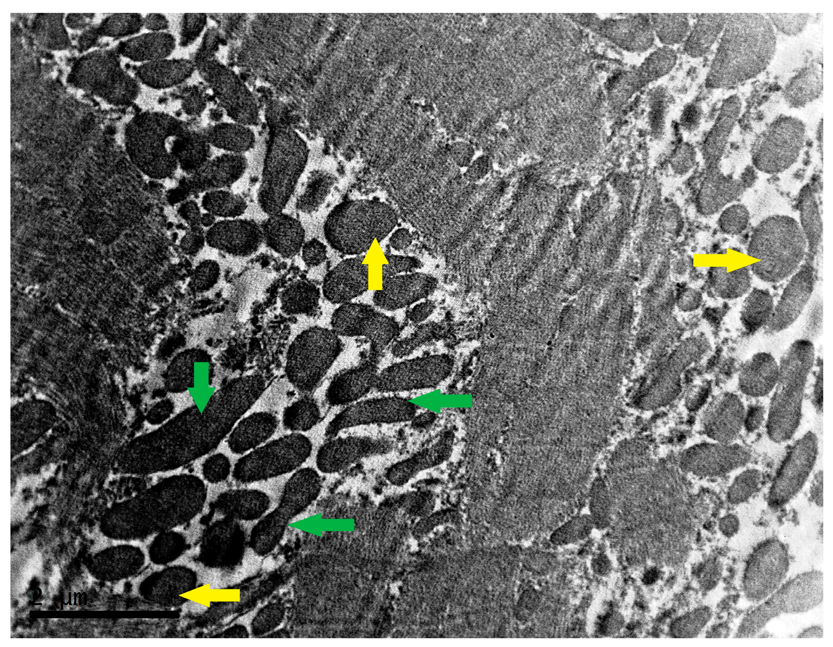 Biomedicines 13 00591 g002