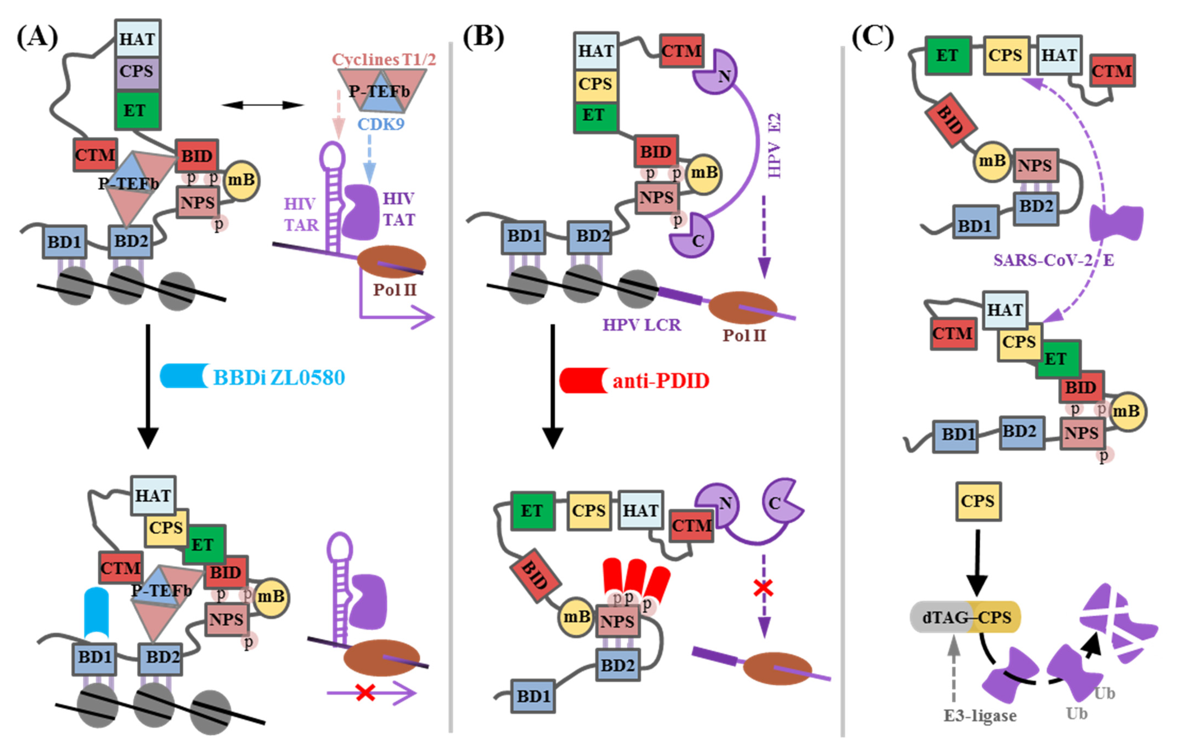 Biomedicines 13 00594 g003