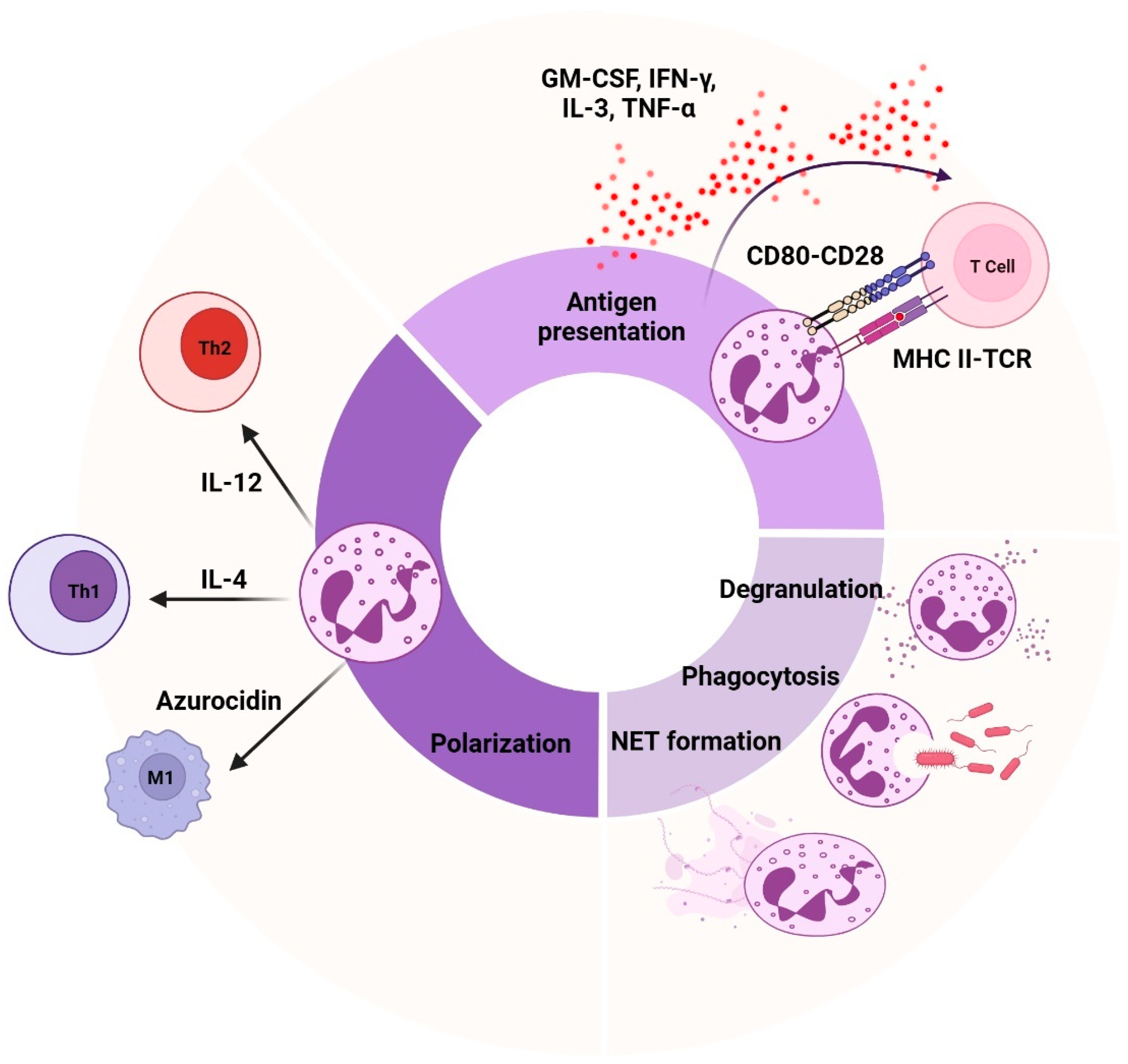 Biomedicines 13 00597 g002 Biomedicines 13 00597 g002