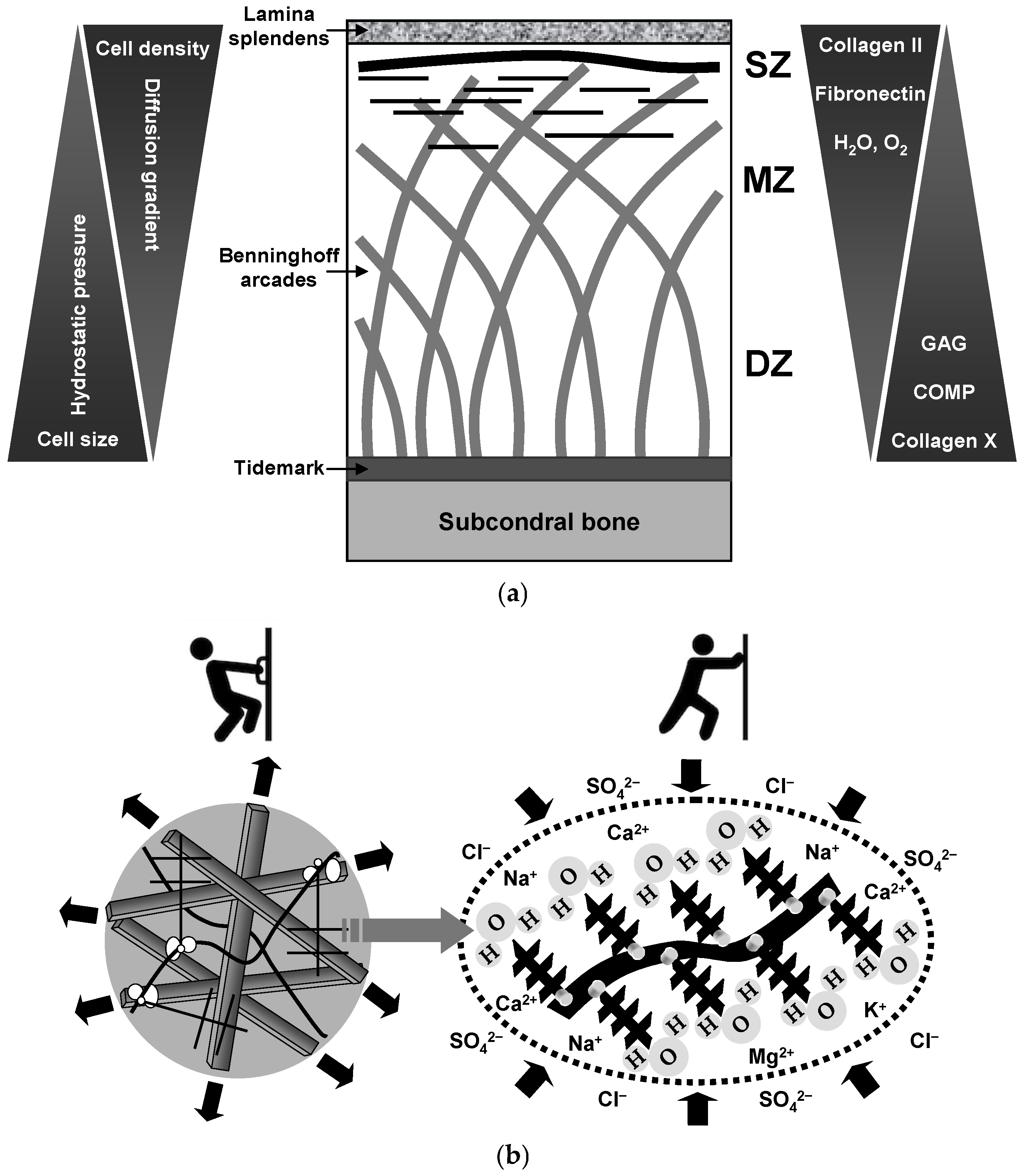 Biomedicines 13 00598 g001