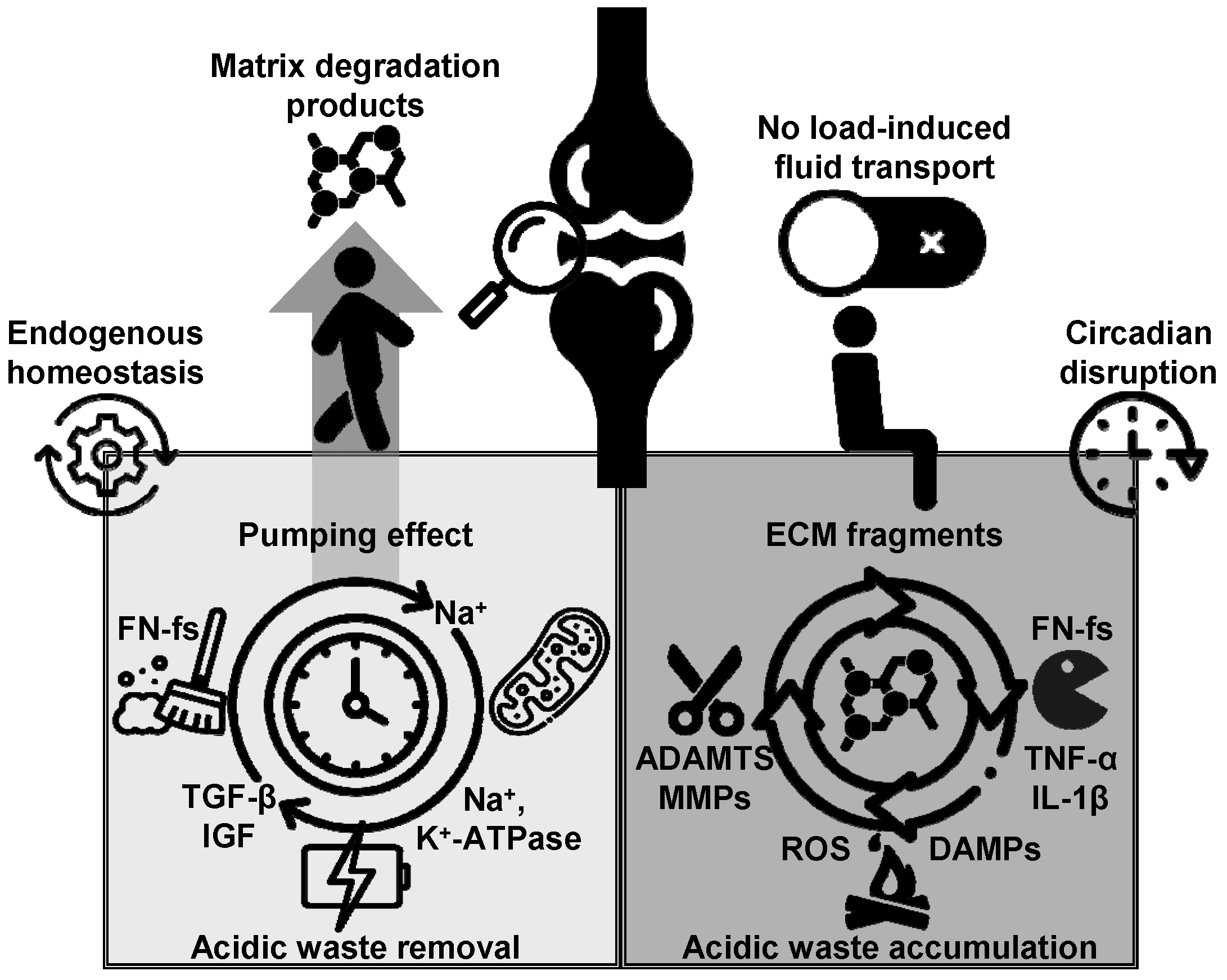 Biomedicines 13 00598 g007
